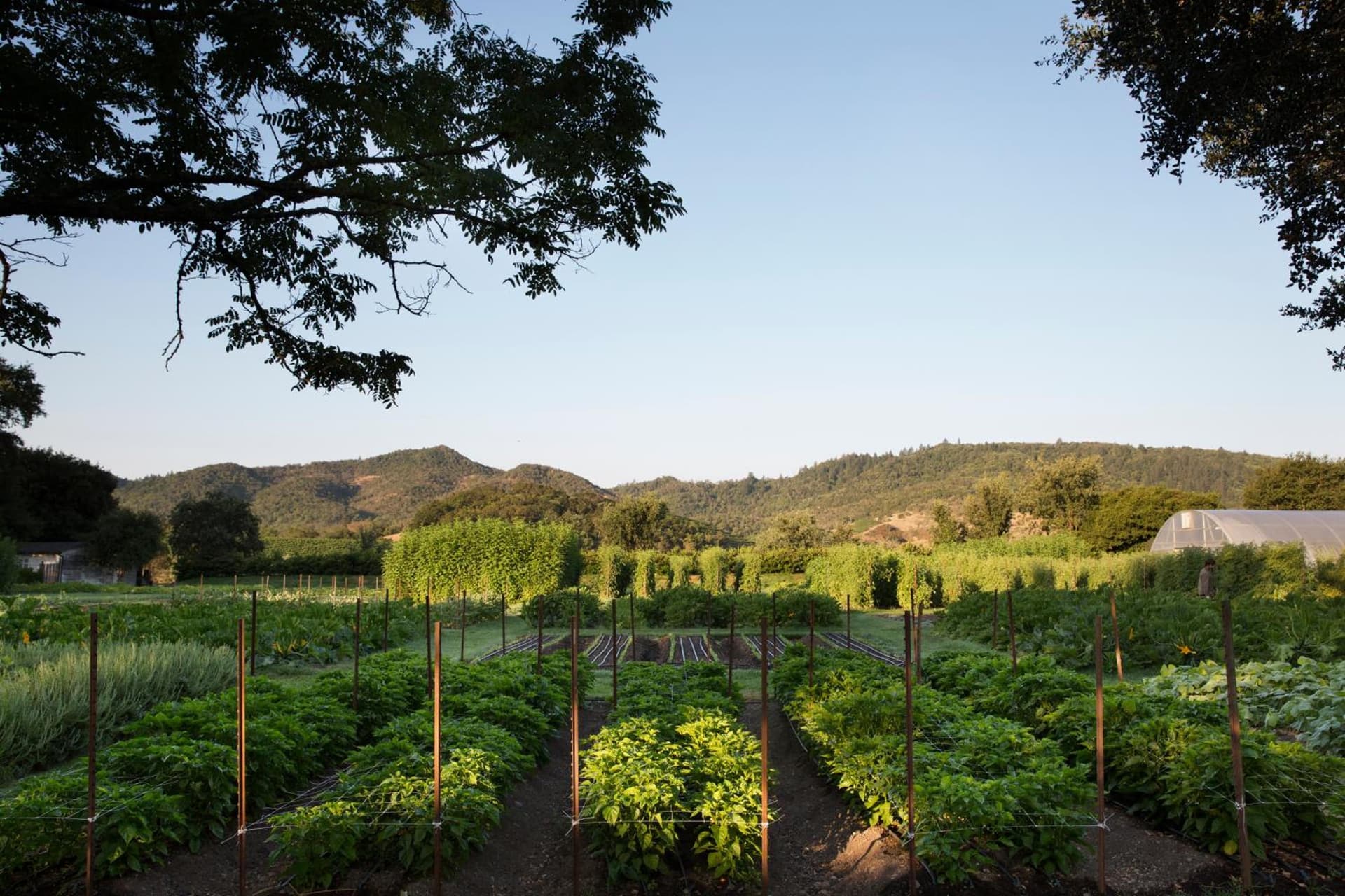 Napa Valley Lodge gallery photo in Yountville, CA — image 15