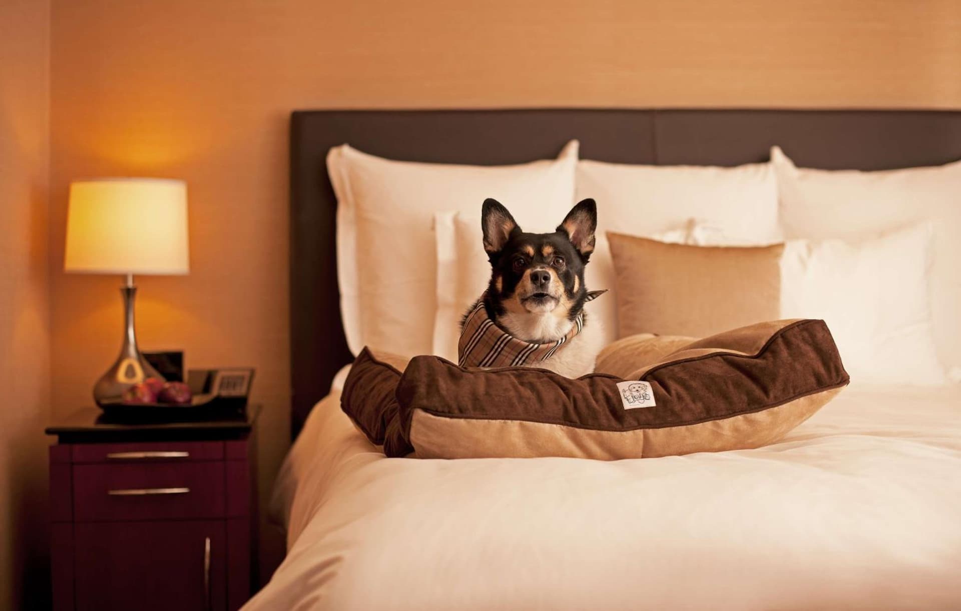 Hyatt Place Tempe Phoenix Airport gallery photo in Tempe, AZ — image 10