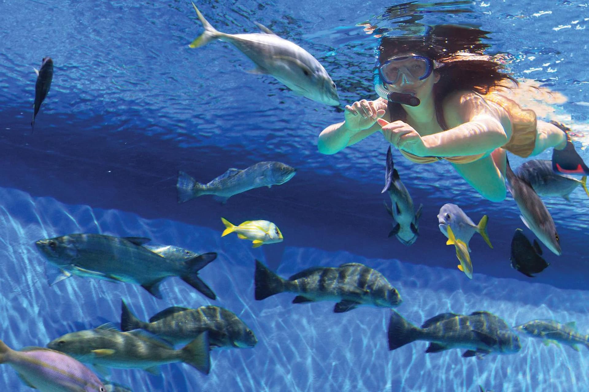 RumFish Beach at TradeWinds gallery photo in St Pete Beach, FL — image 35