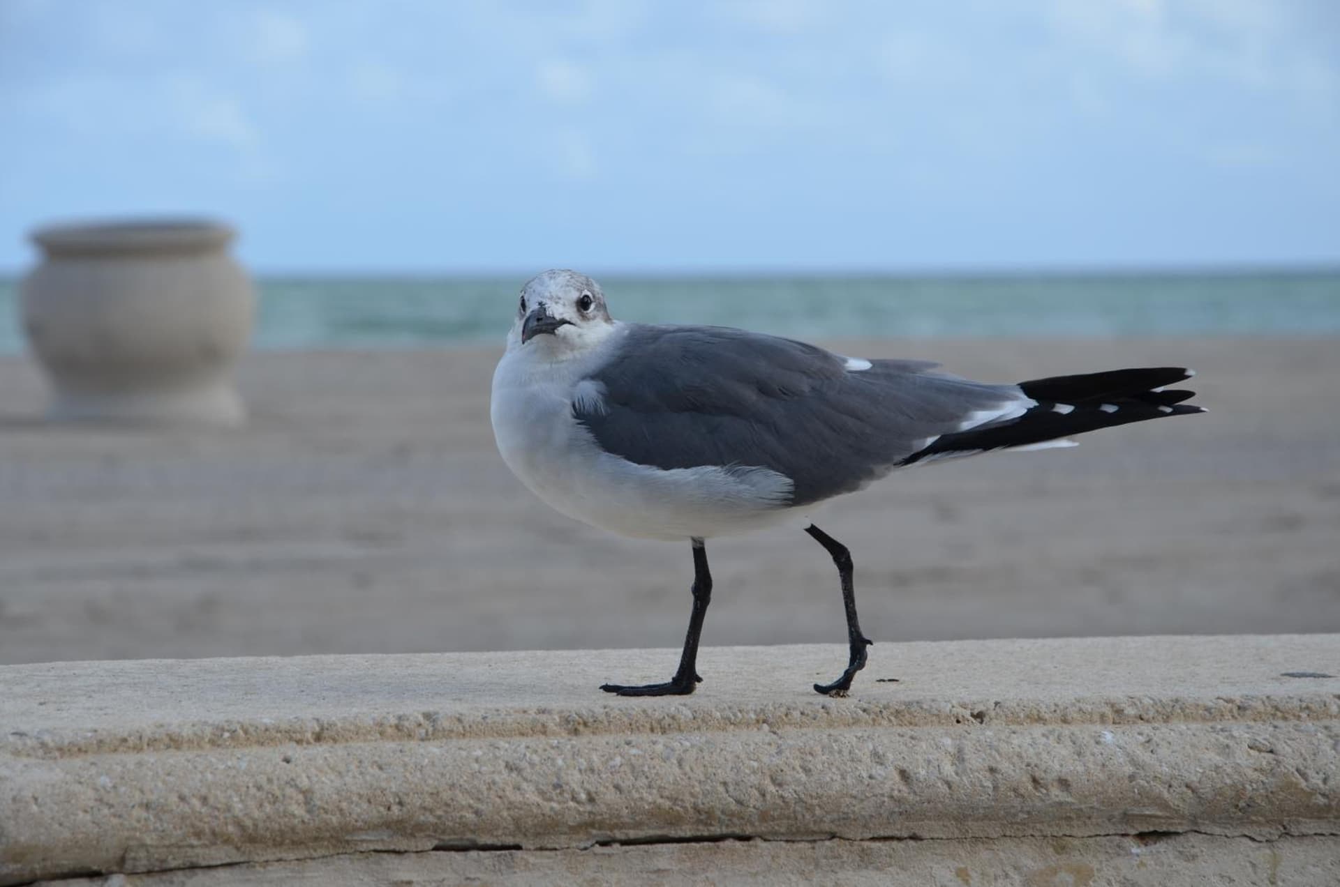 La Terrace Oceanfront gallery photo in Hollywood, FL — image 49