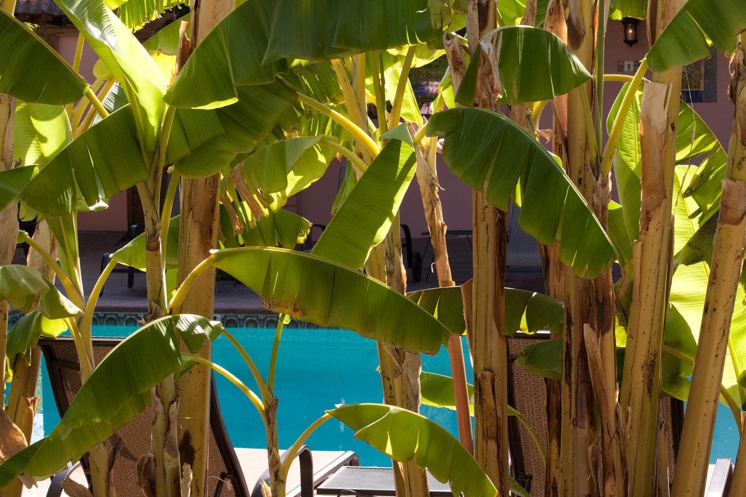 Hotel California - A Town & Desert Boutique Hotel gallery photo in Palm Springs, CA — image 44