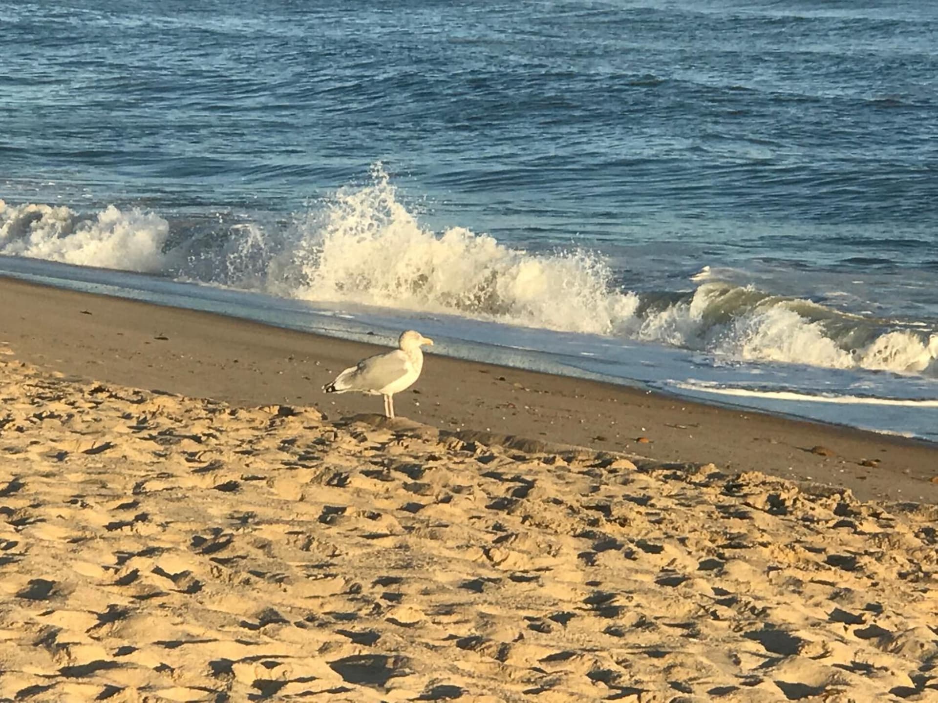 Ocean Surf Resort gallery photo in Montauk, NY — image 109