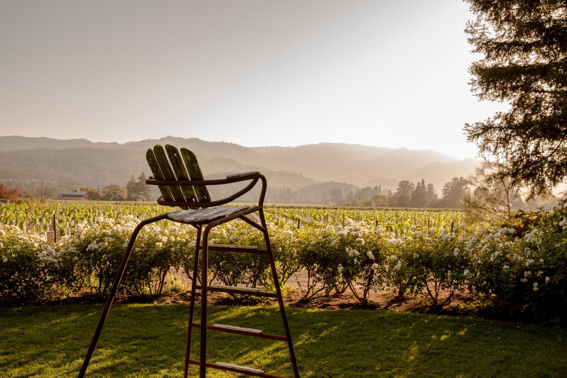 Harvest Inn gallery photo in St. Helena, CA — image 23