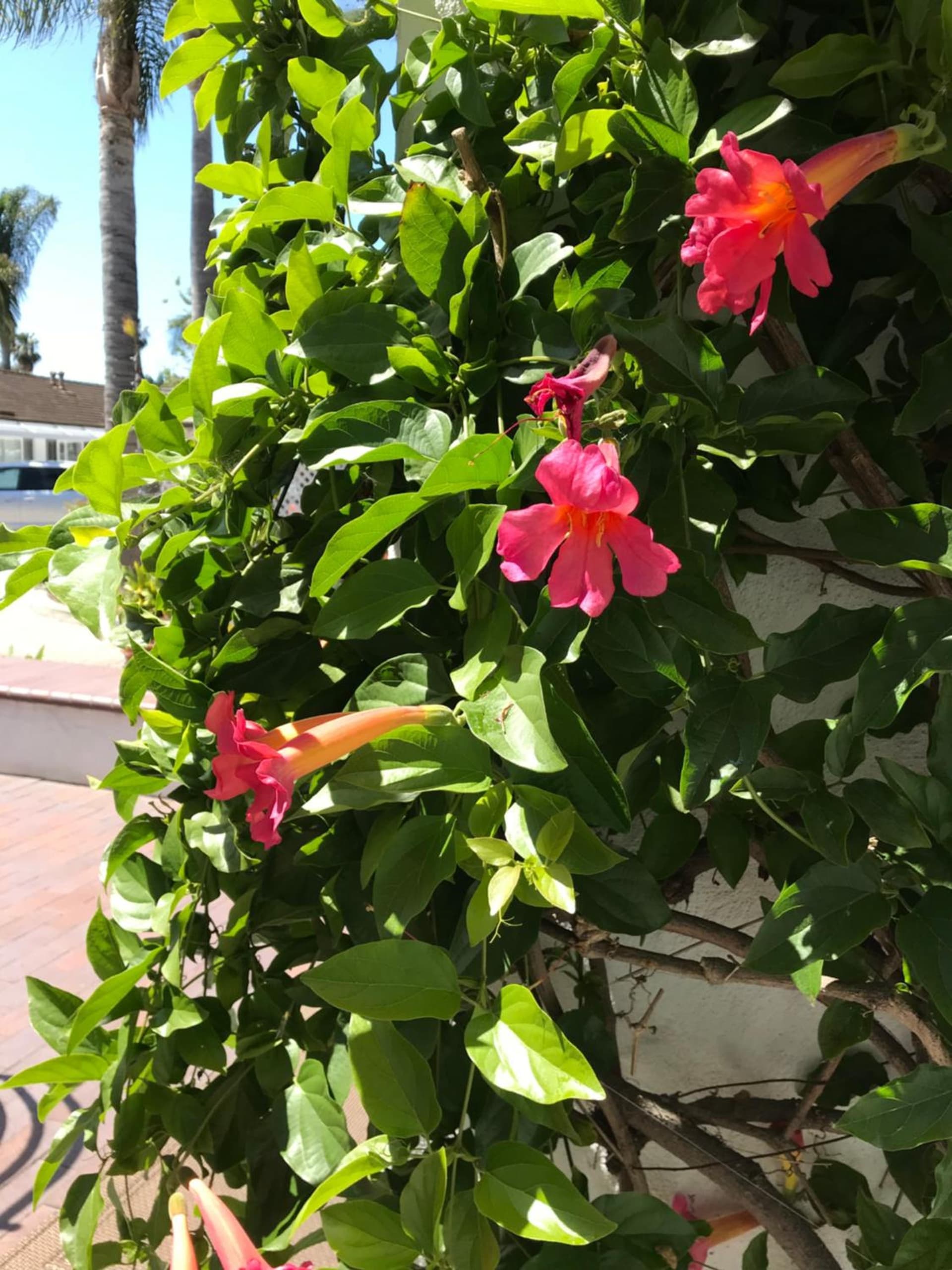 Marina Beach Hotel gallery photo in Santa Barbara, CA — image 74
