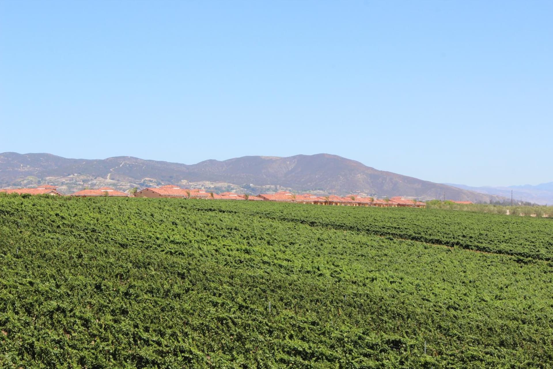 Carter Estate Winery and Resort gallery photo in Temecula, CA — image 13