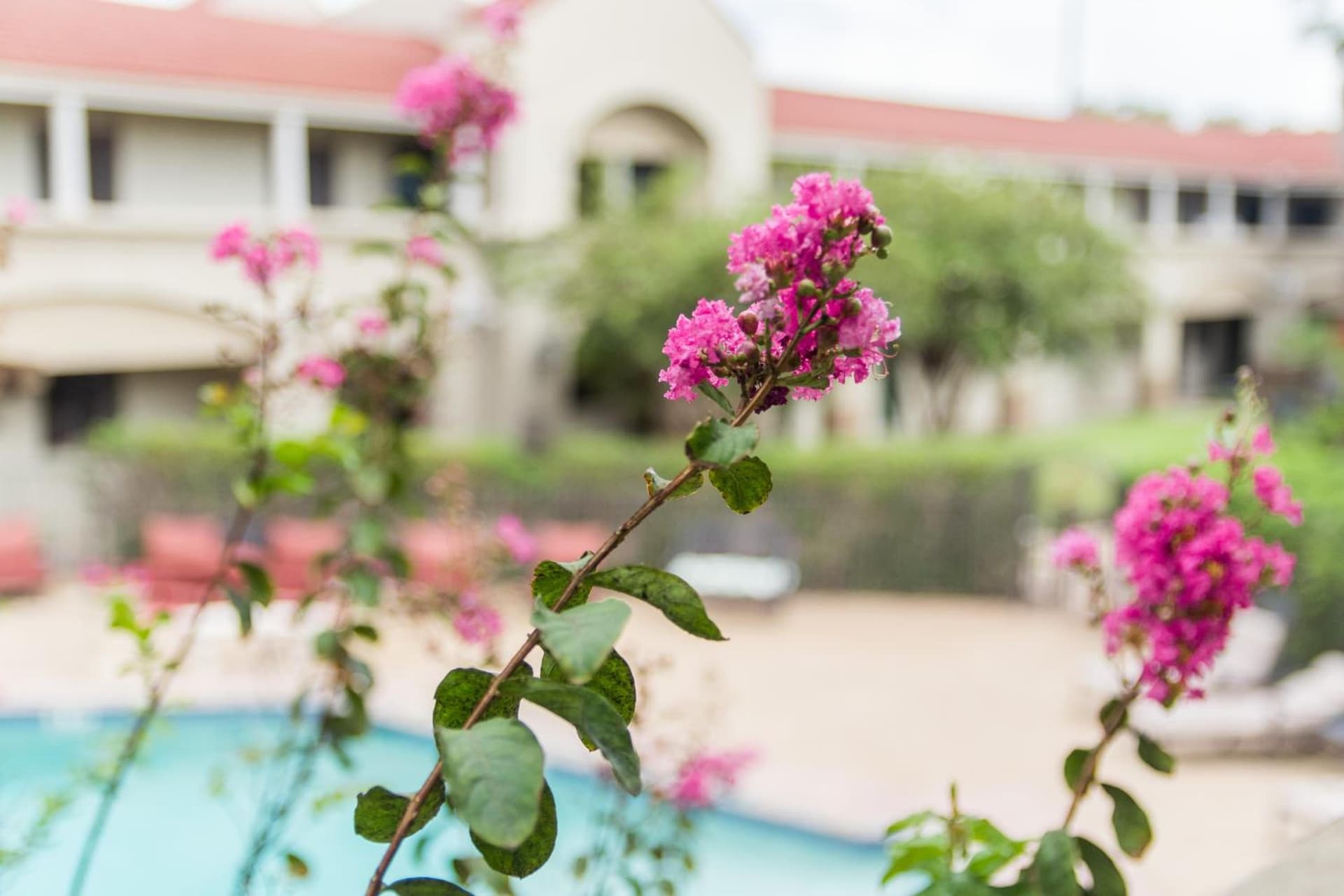 Vineyard Court Designer Suites Hotel gallery photo in College Station, TX — image 64