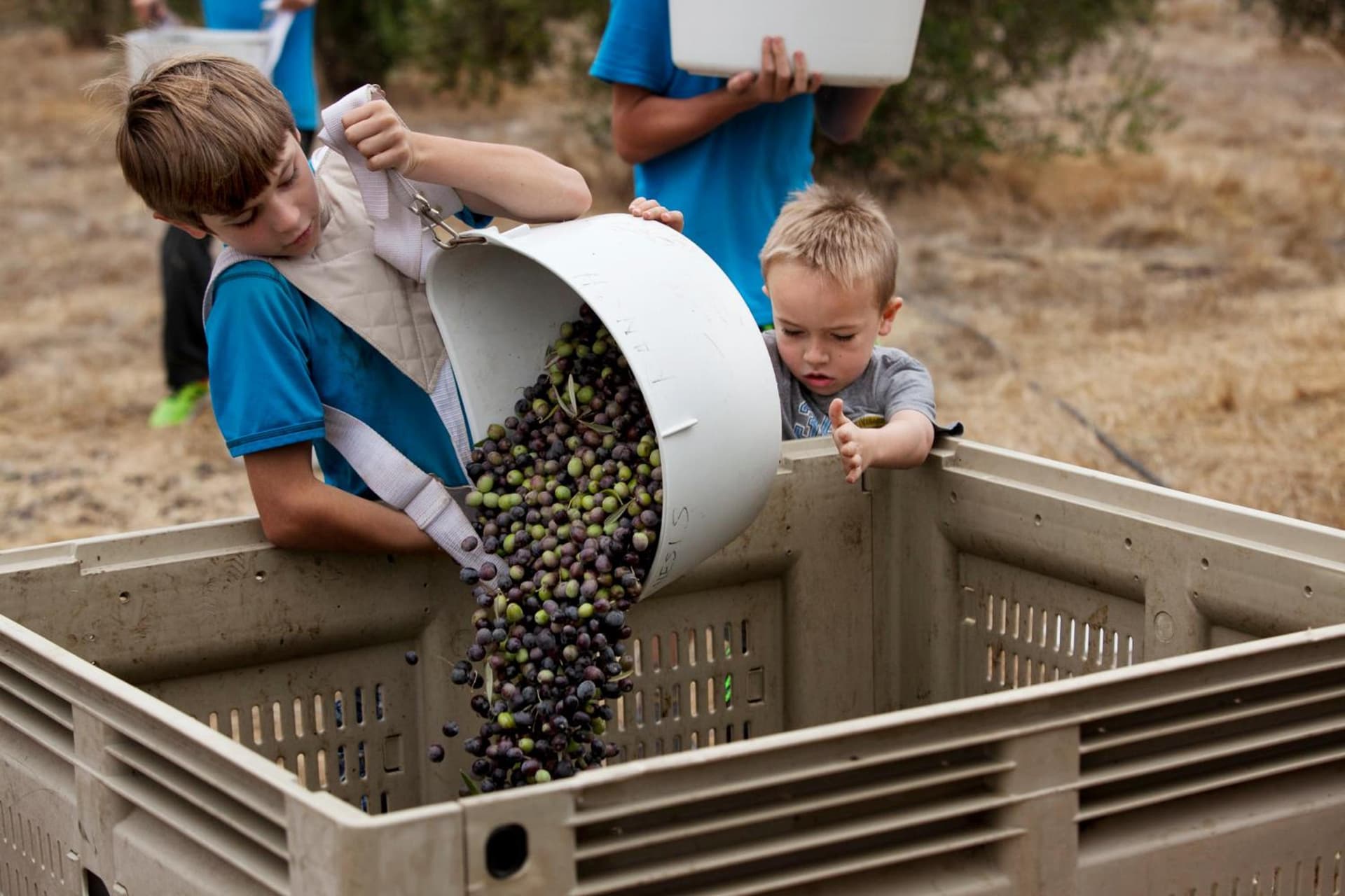 Purple Orchid Resort & Spa gallery photo in Livermore, CA — image 41