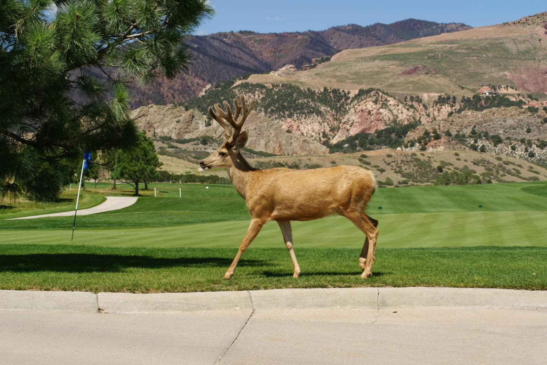 Garden of the Gods Resort & Club gallery photo in Colorado Springs, CO — image 72