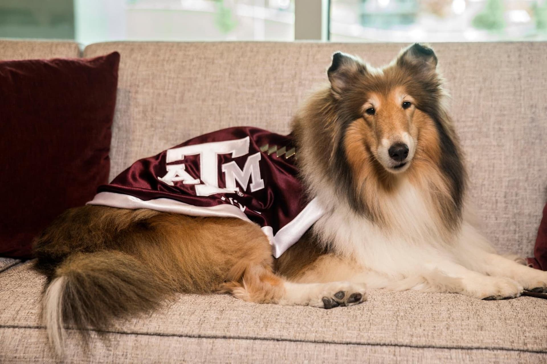Texas A&M Hotel and Conference Center gallery photo in College Station, TX — image 30