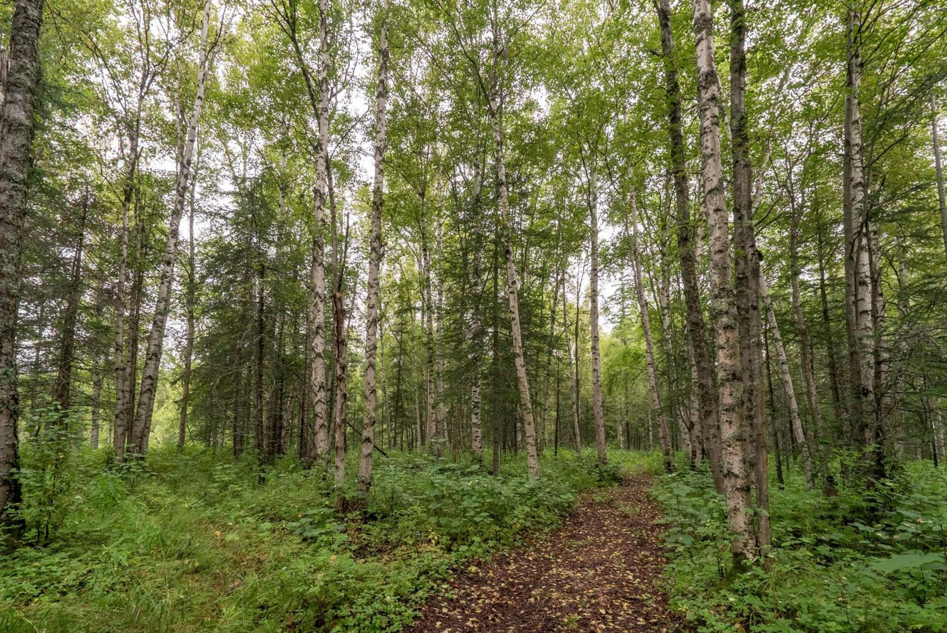 Meier Lake Resort property views in Wasilla, AK — gallery photo 3