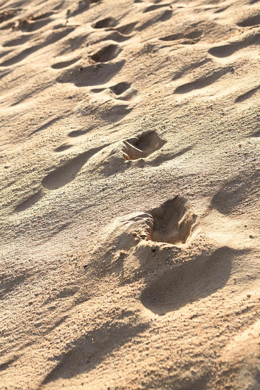 Marram gallery photo in Montauk, NY — image 30
