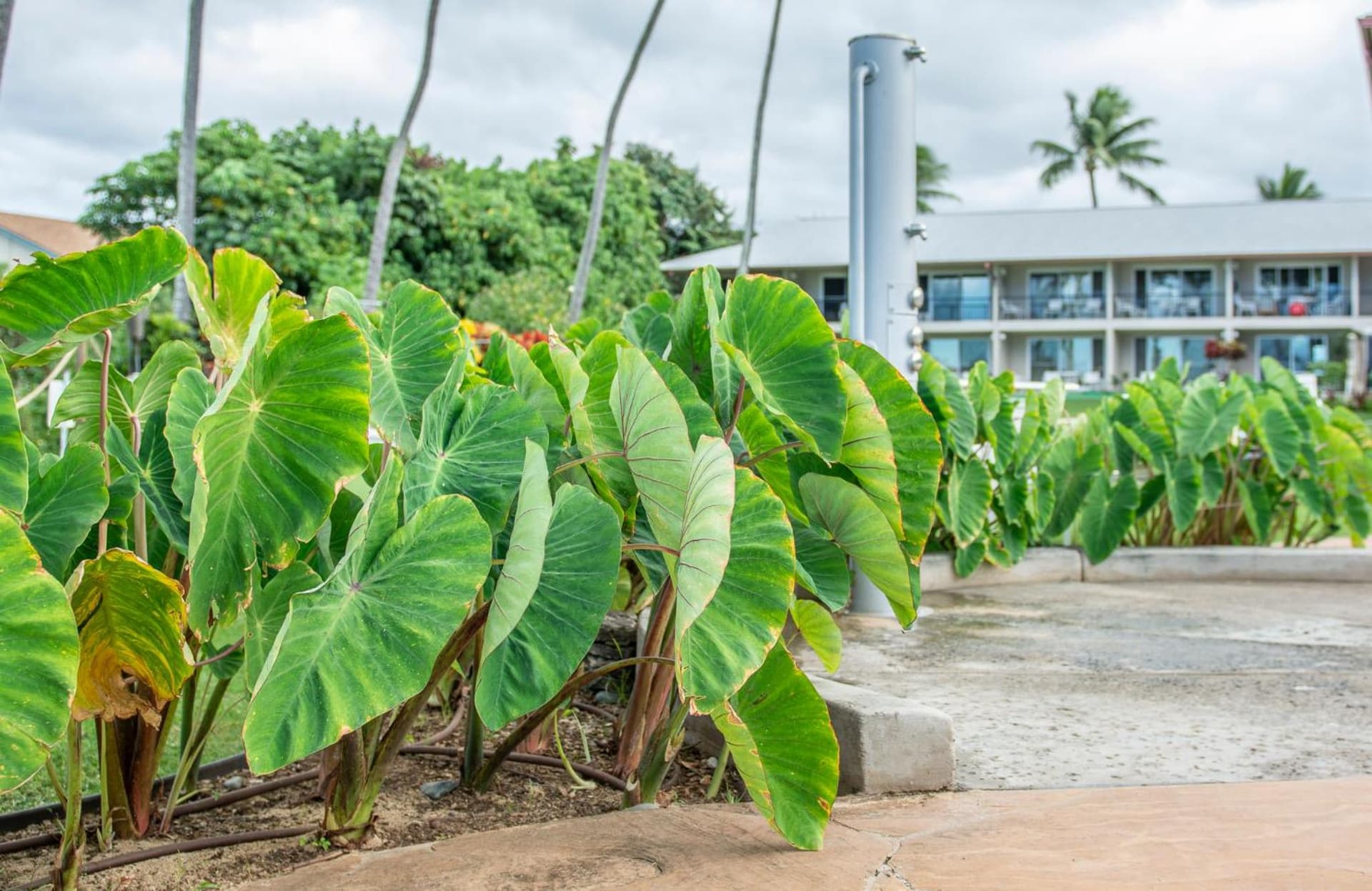 Nāpili Surf Beach Resort by Castle property views in Lahaina, HI — gallery photo 3