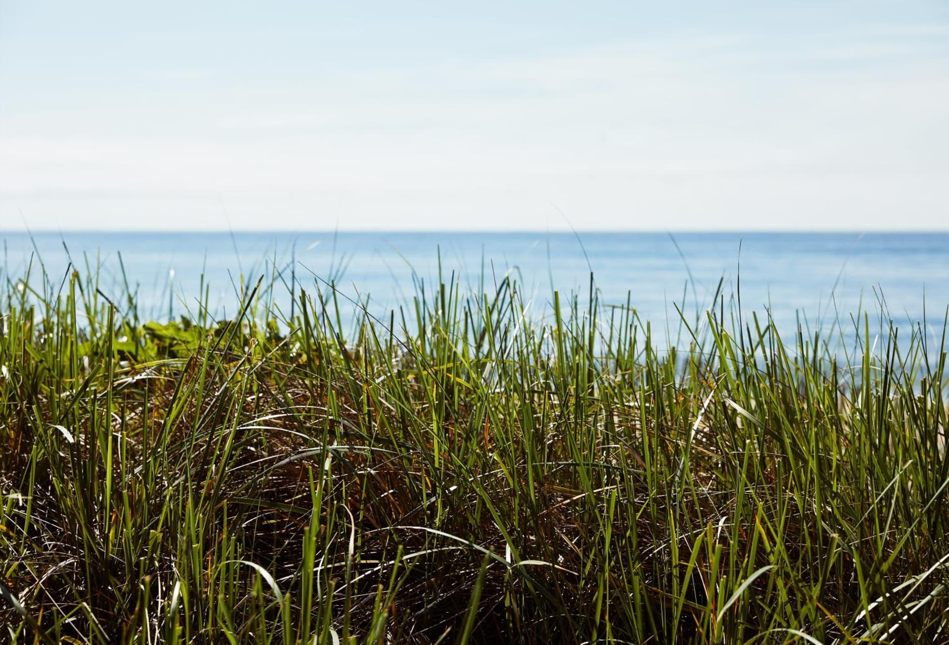 Marram gallery photo in Montauk, NY — image 5