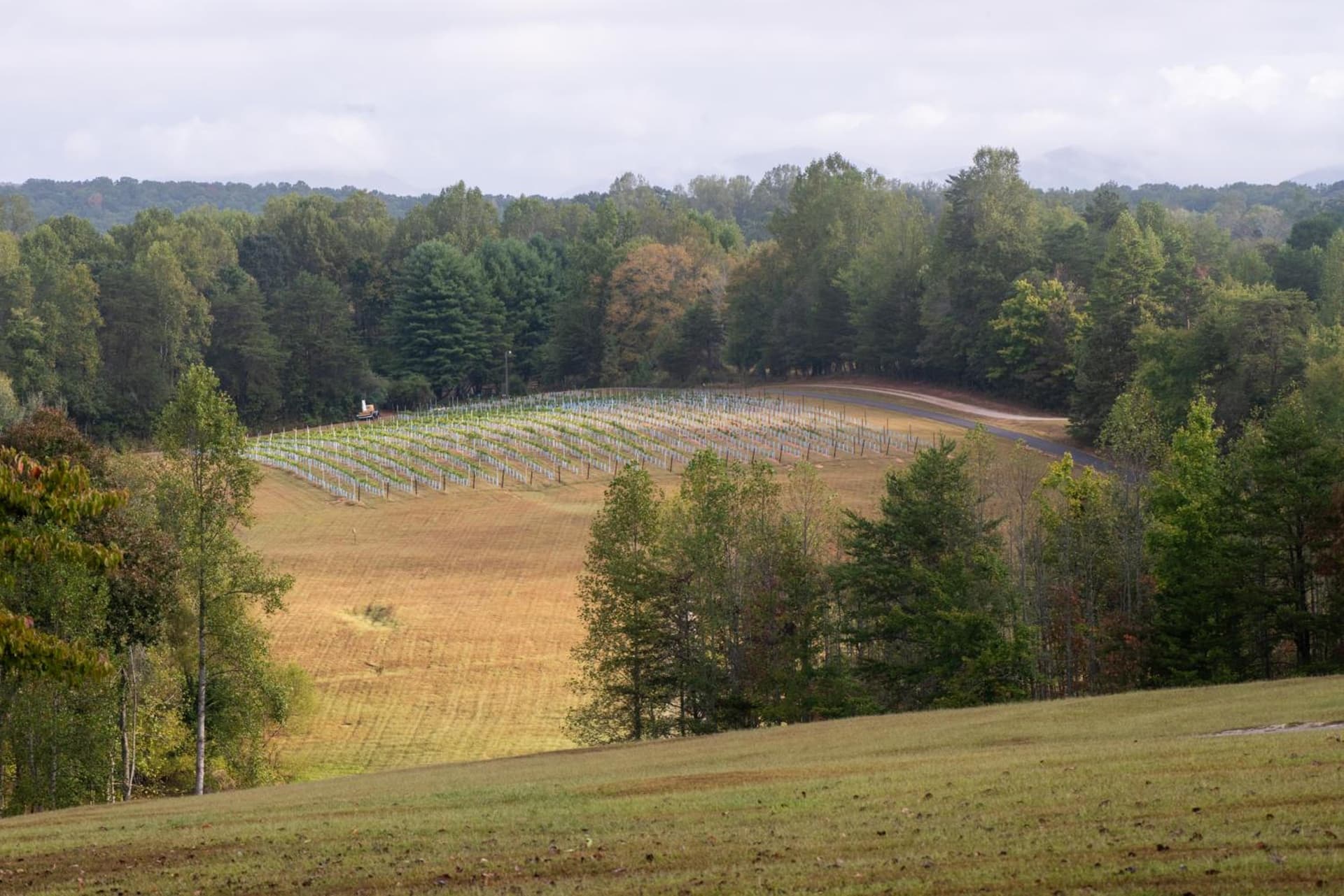 Dahlonega Resort and Vineyard interior in Dahlonega, GA — gallery photo 2