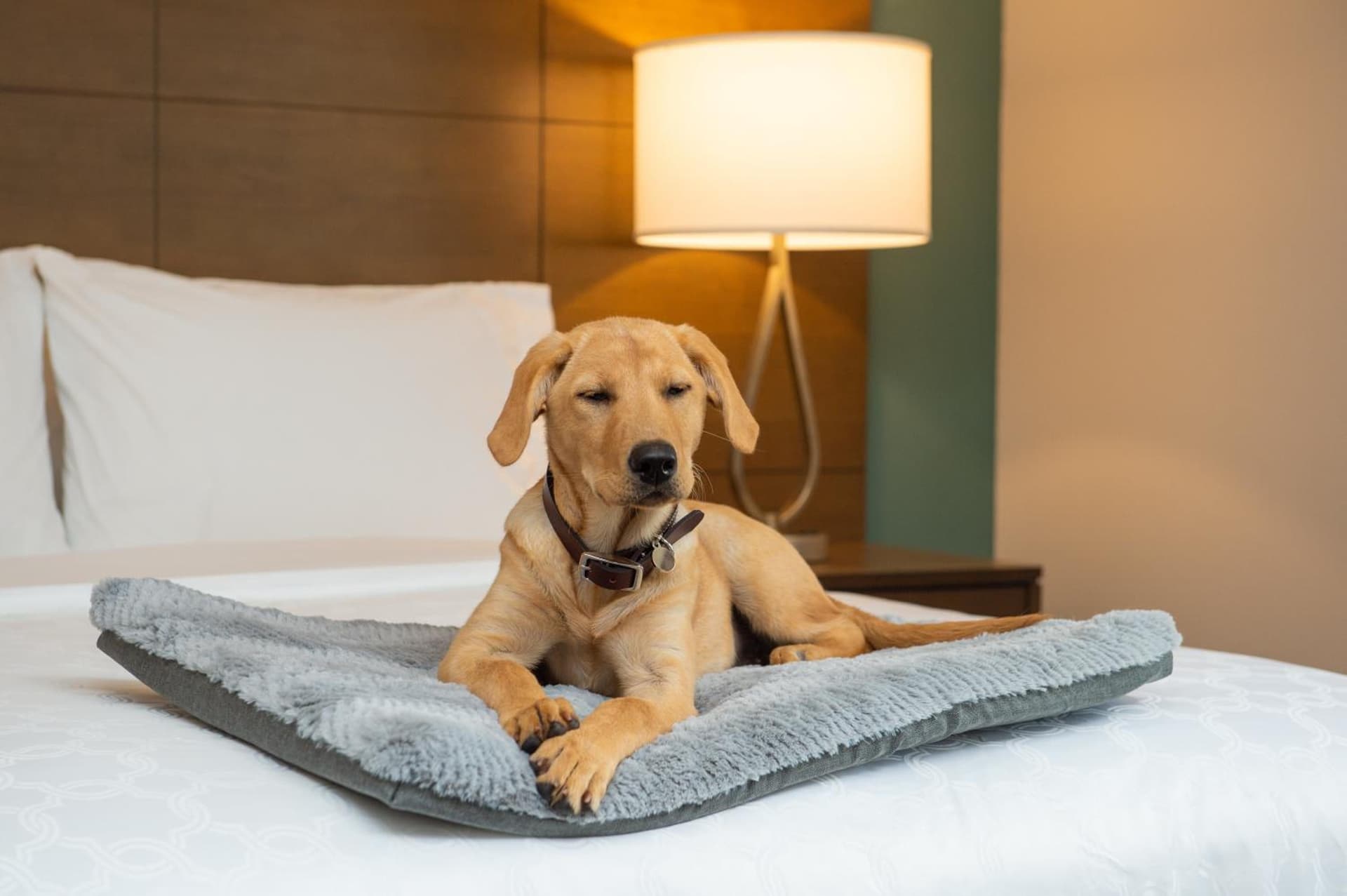 Staybridge Suites - Hillsboro North by IHG gallery photo in Hillsboro, OR — image 54