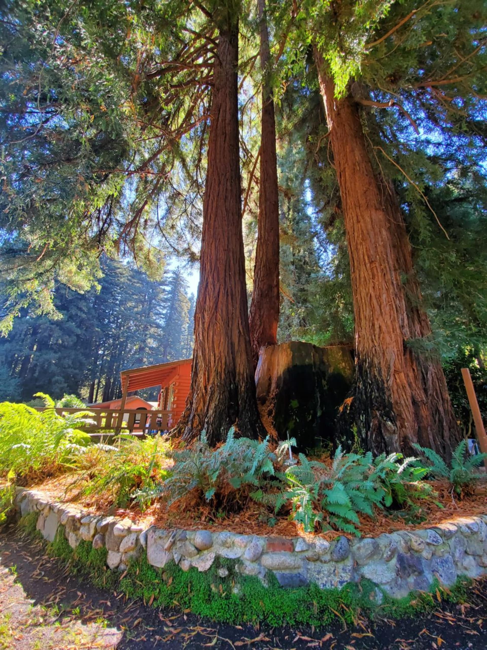 Fern River Resort interior in Felton, CA — gallery photo 2