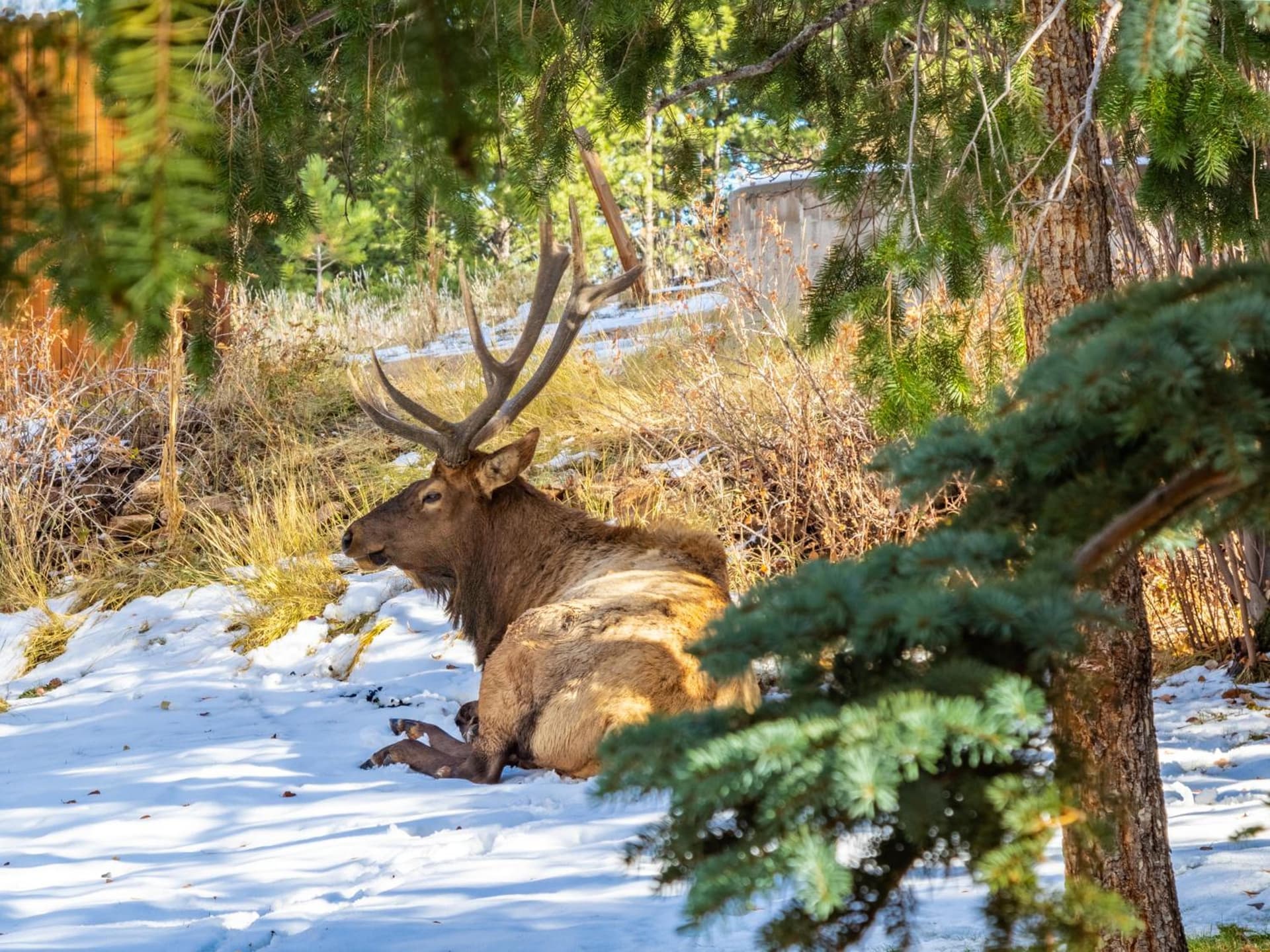 Streamside on Fall River interior in Estes Park, CO — gallery photo 2