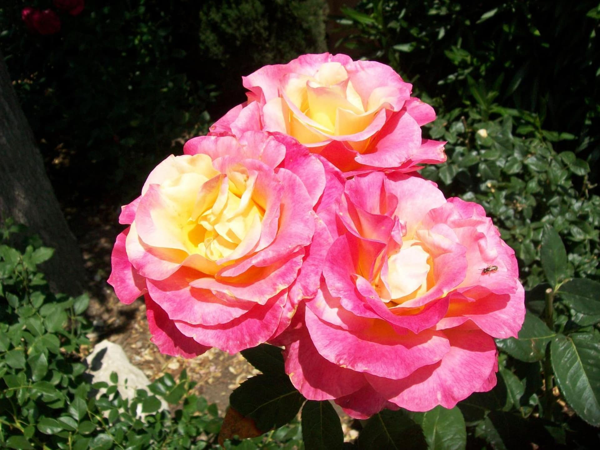 Adelaide Inn gallery photo in Paso Robles, CA — image 34