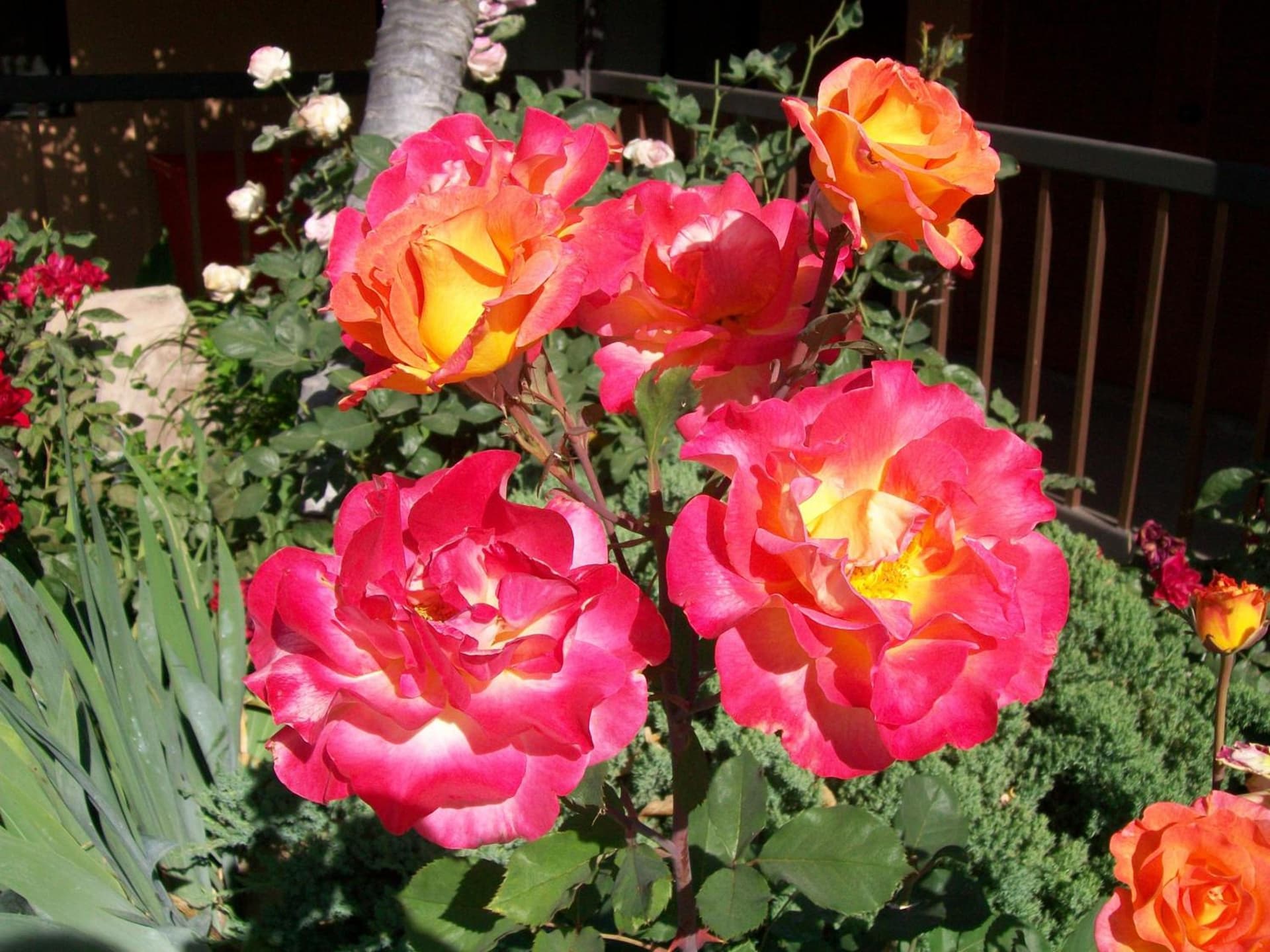 Adelaide Inn gallery photo in Paso Robles, CA — image 17