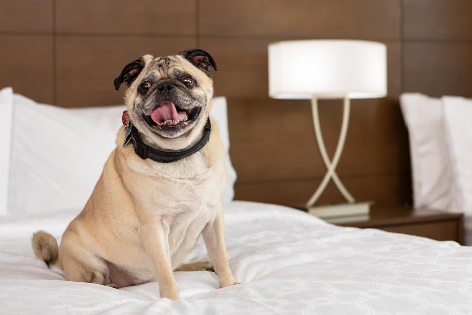 Staybridge Suites Charlottesville Airport by IHG gallery photo in Charlottesville, VA — image 39