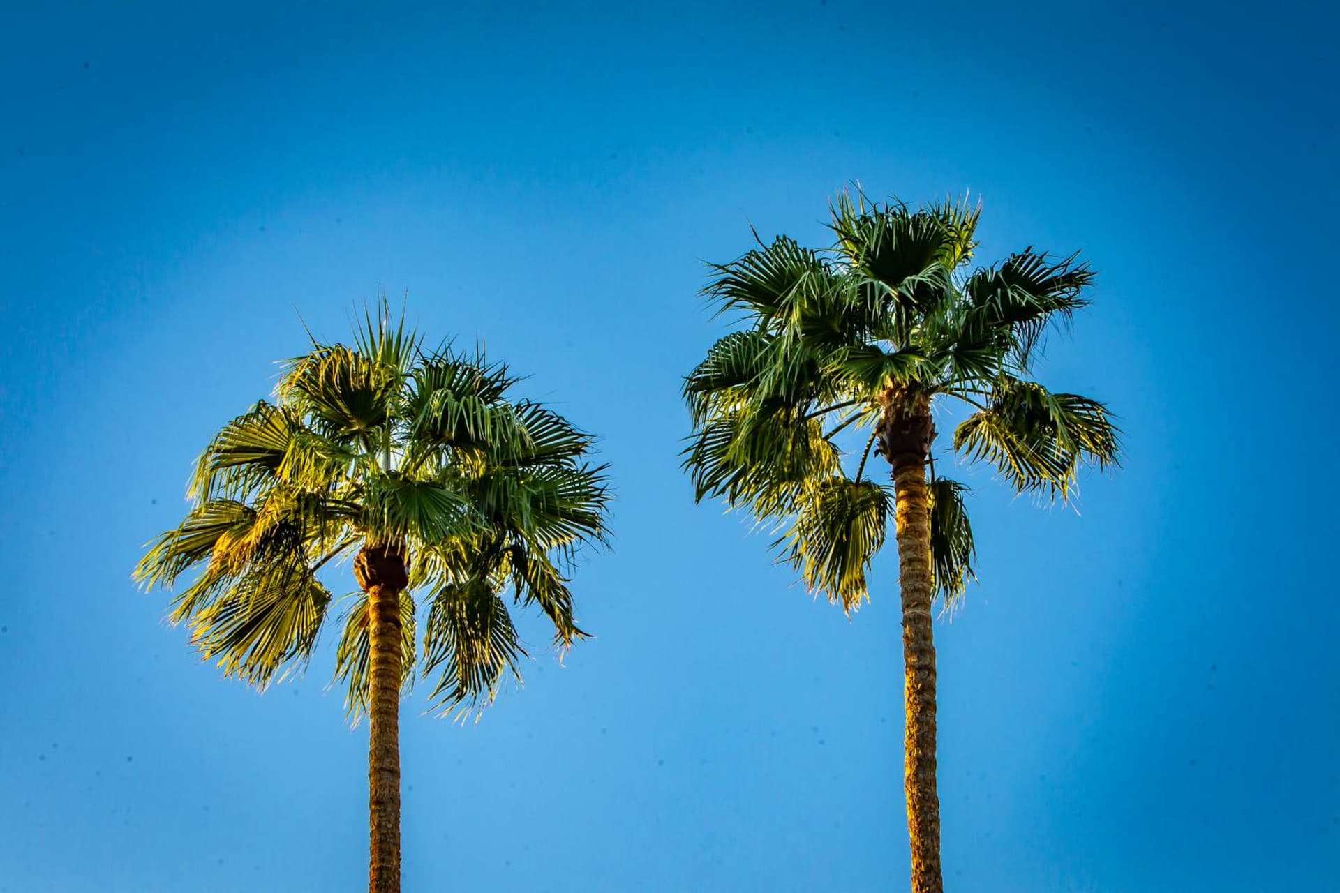 Hotel California - A Town & Desert Boutique Hotel gallery photo in Palm Springs, CA — image 57