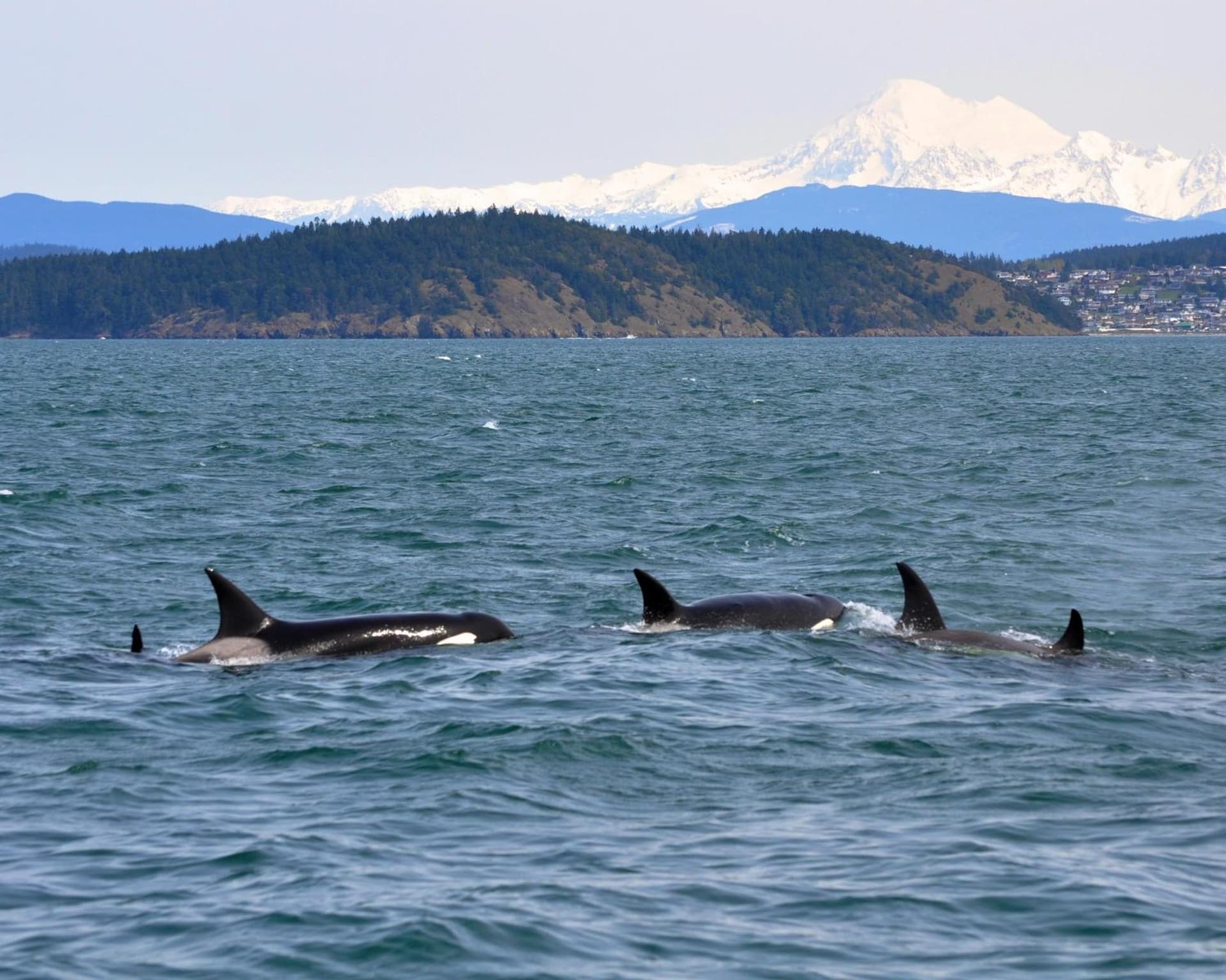 Swinomish Casino & Lodge gallery photo in Anacortes, WA — image 32
