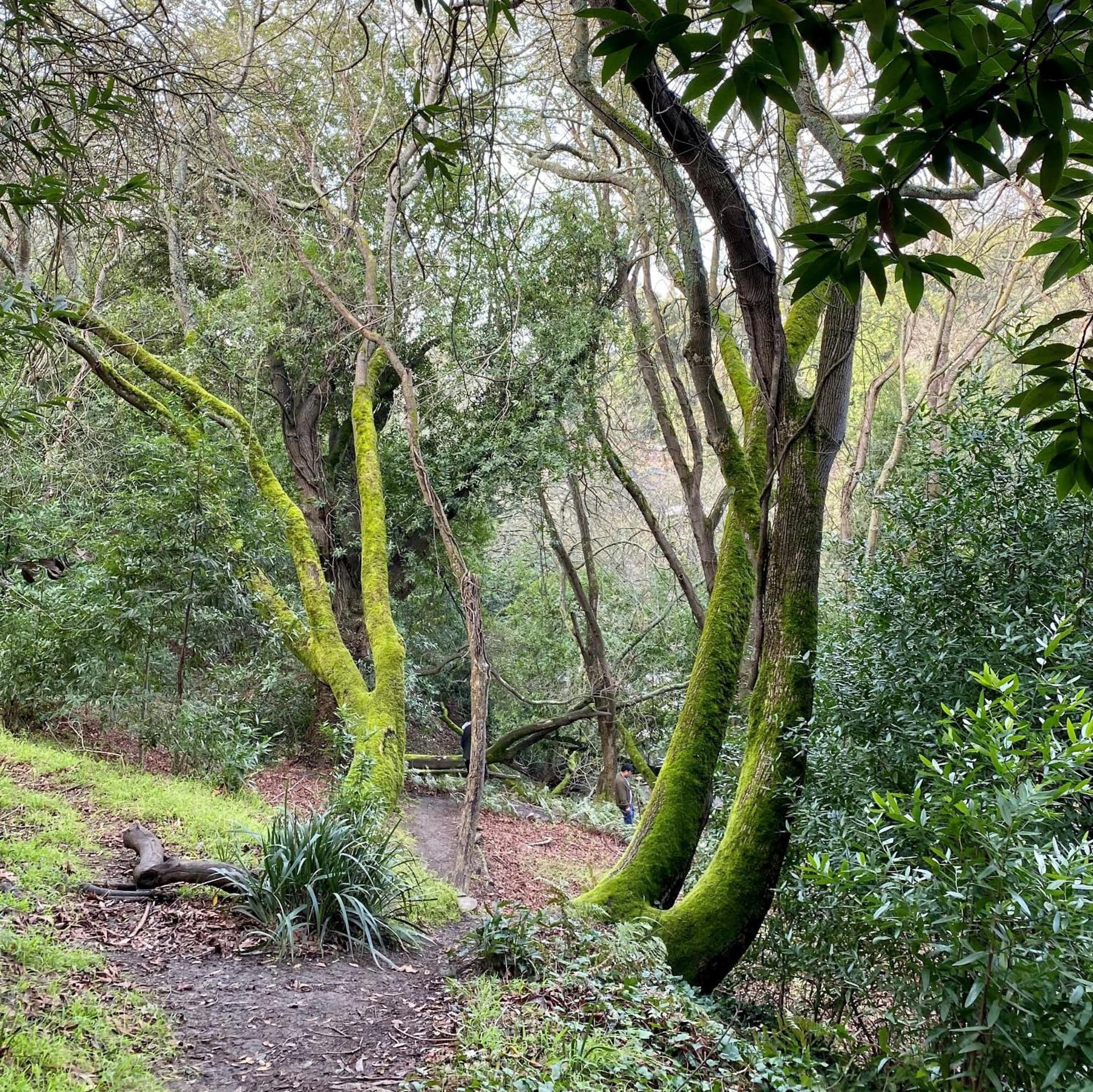 Claremont Resort & Club gallery photo in Berkeley, CA — image 90