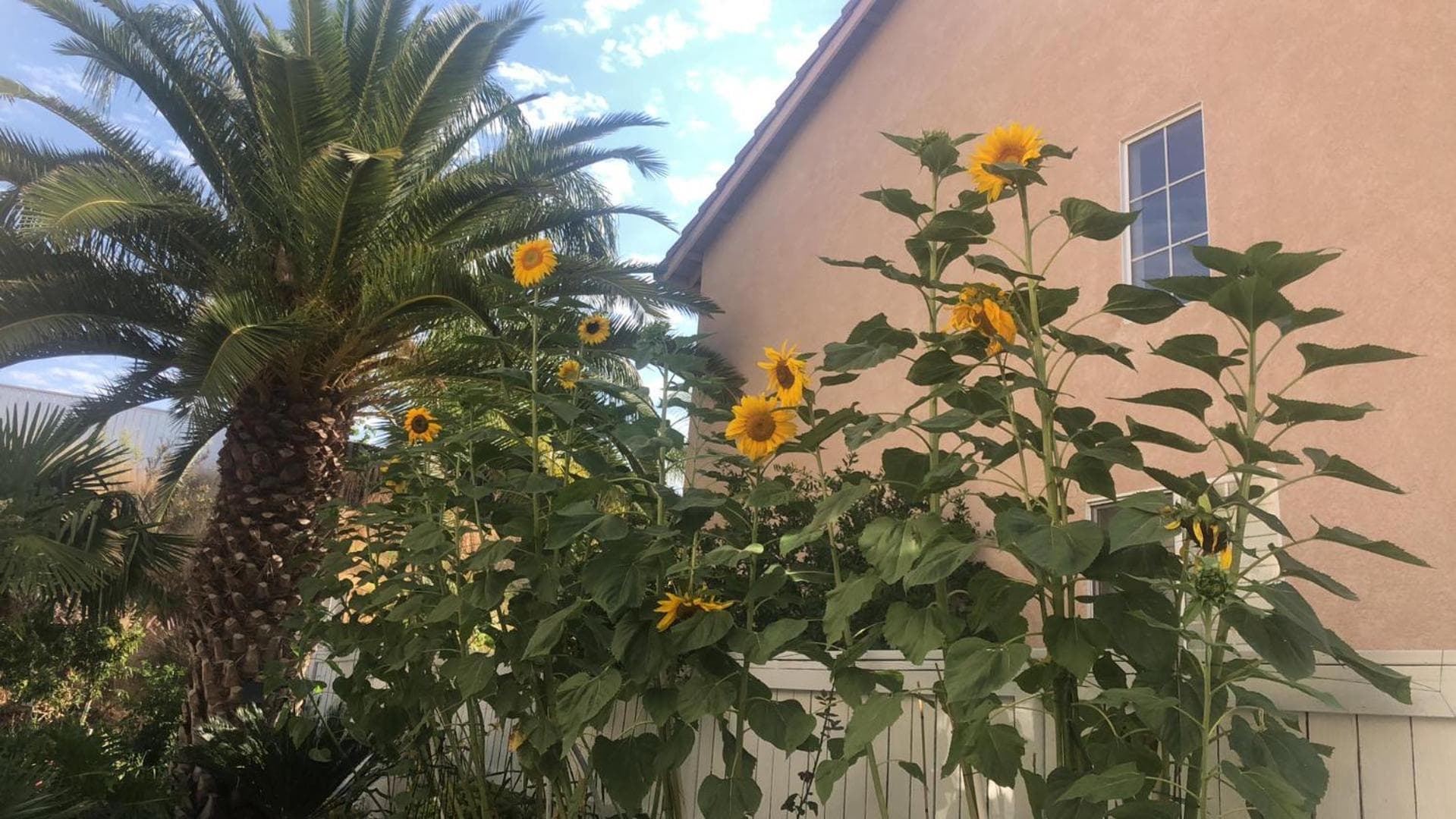 Balloons and Wine gallery photo in Murrieta, CA — image 60