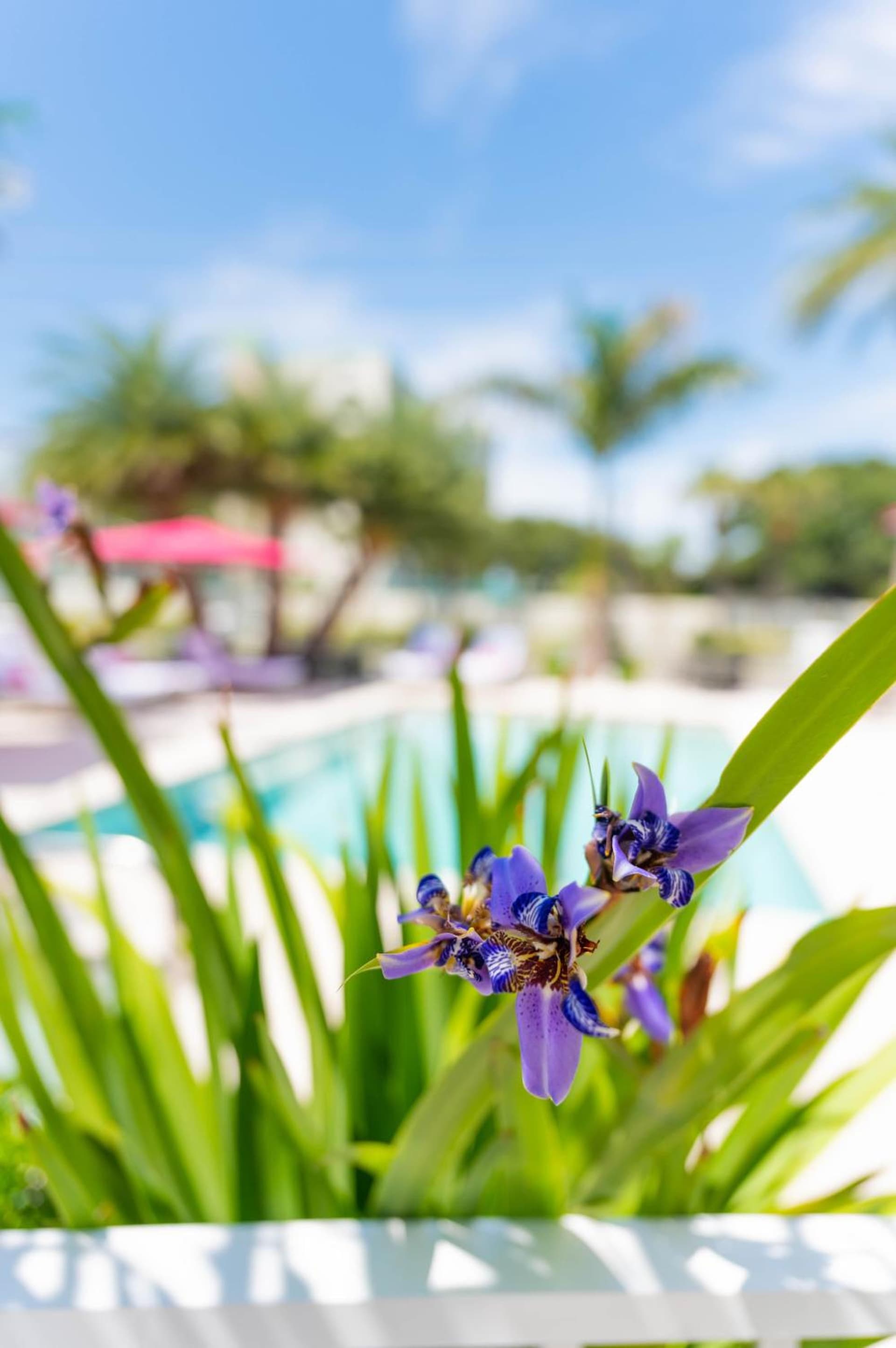 The Saint Hotel gallery photo in St Pete Beach, FL — image 101