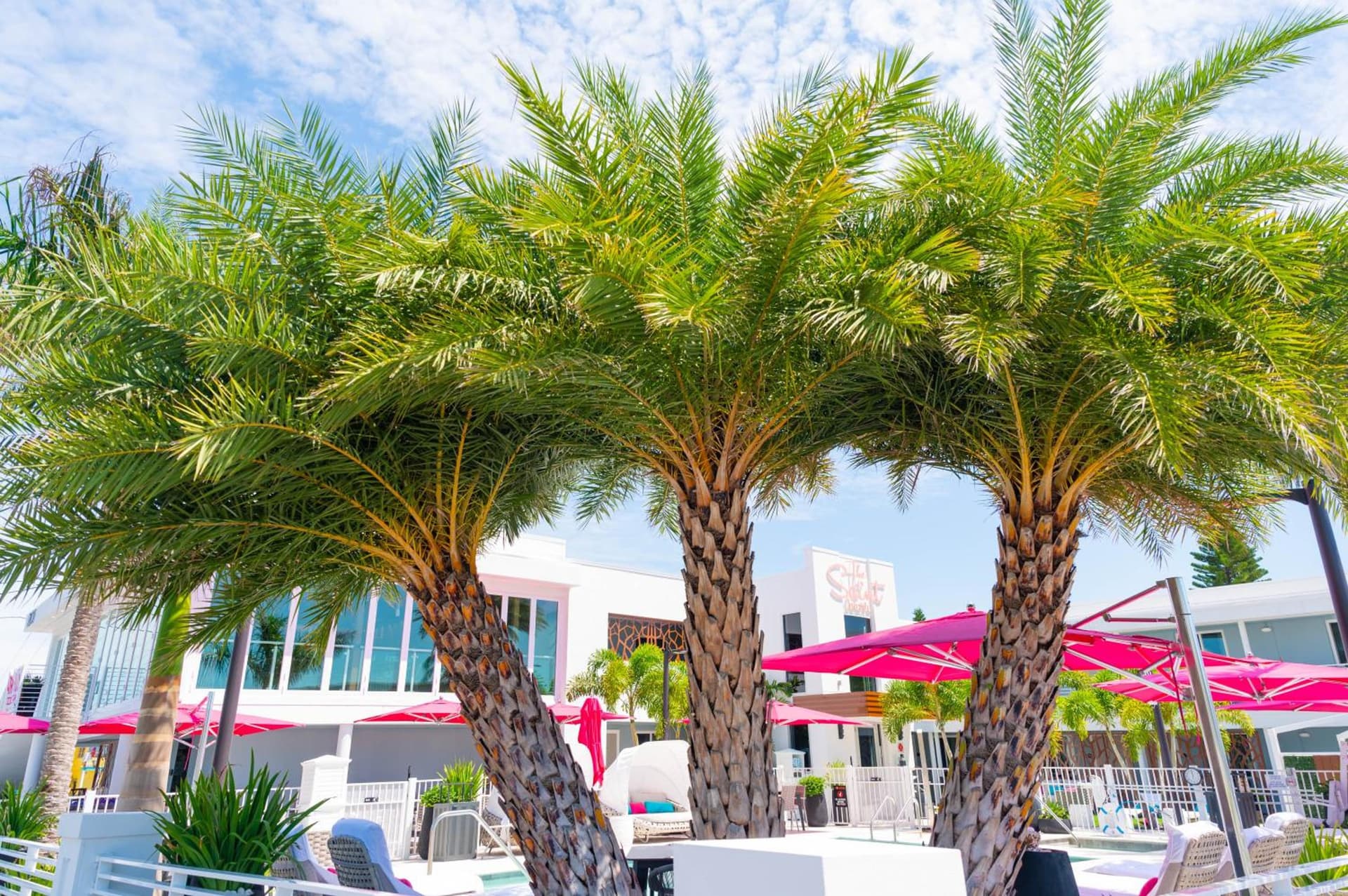 The Saint Hotel gallery photo in St Pete Beach, FL — image 12
