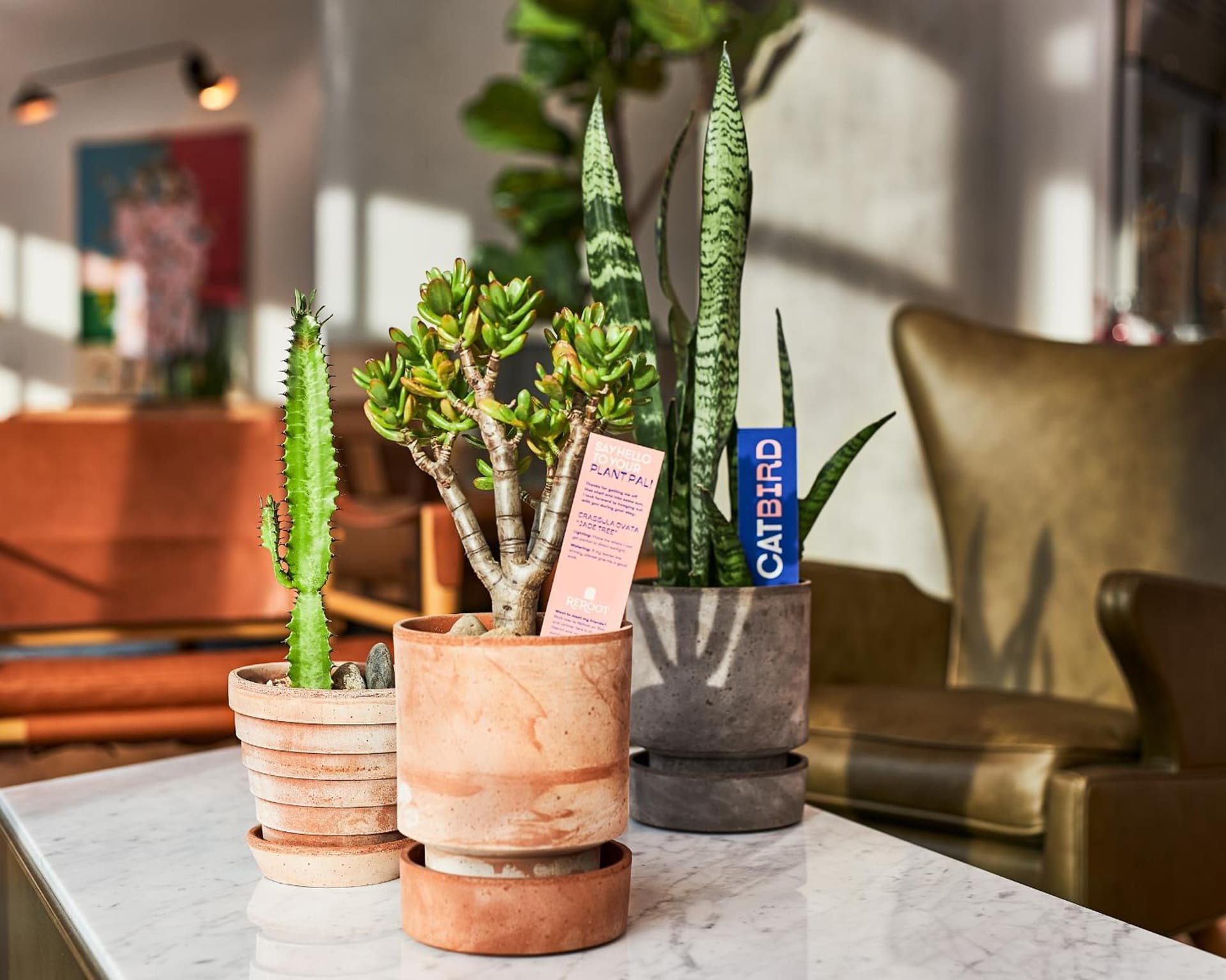 Catbird Hotel gallery photo in Denver, CO — image 31
