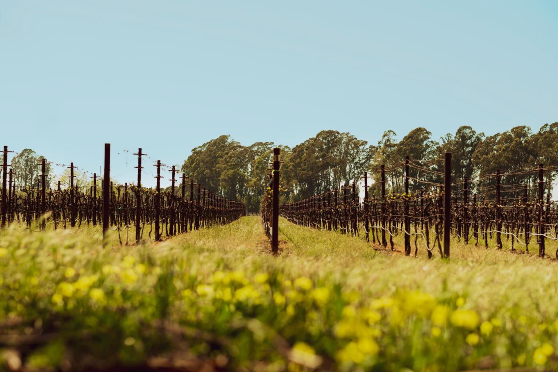Stanly Ranch, Auberge Collection gallery photo in Napa, CA — image 48