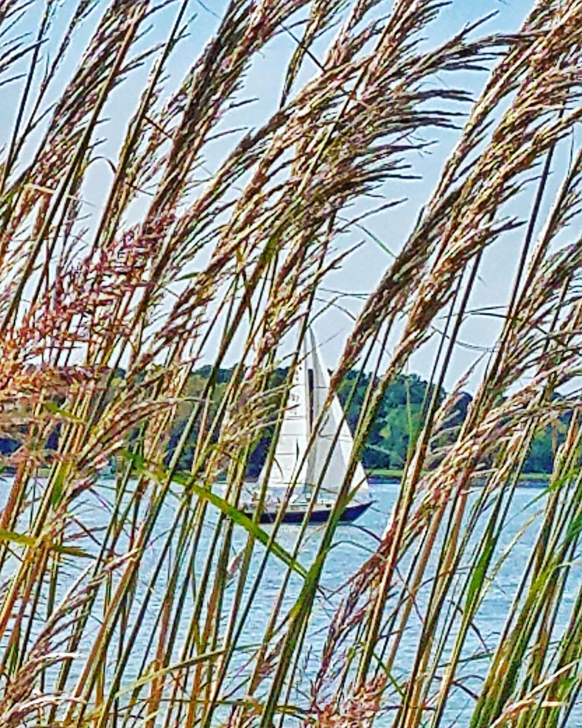 Sandaway Suites & Beach gallery photo in Oxford, MD — image 25