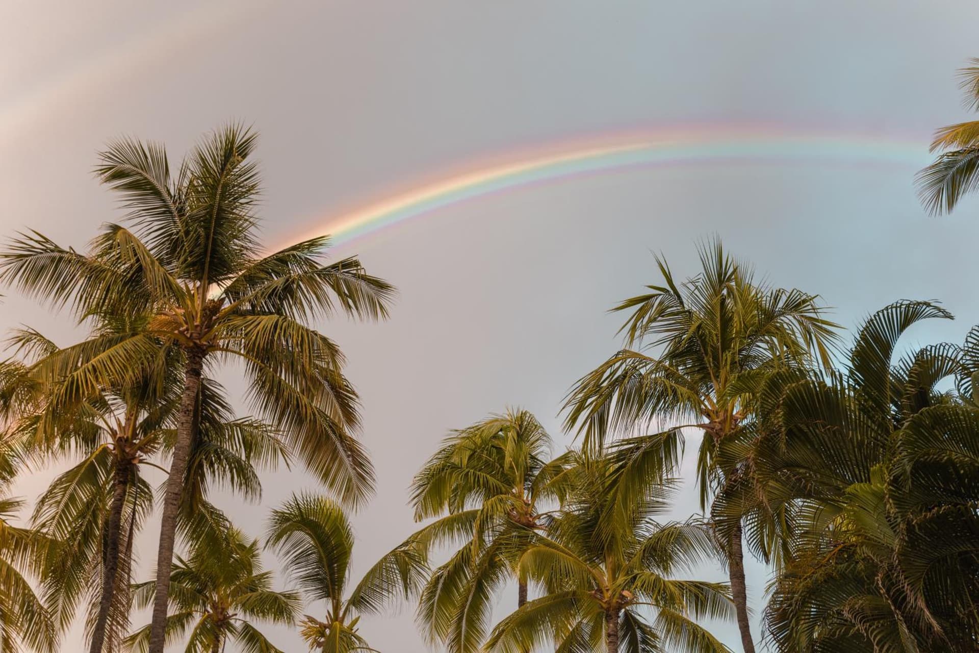 Ohia Waikiki Studio Suites gallery photo in Honolulu, HI — image 40