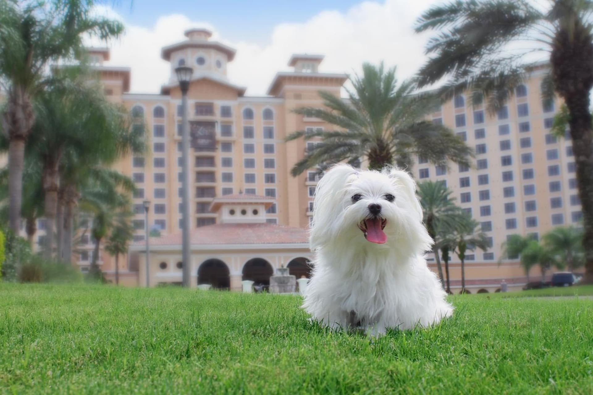 Rosen Shingle Creek Universal Blvd gallery photo in Orlando, FL — image 10