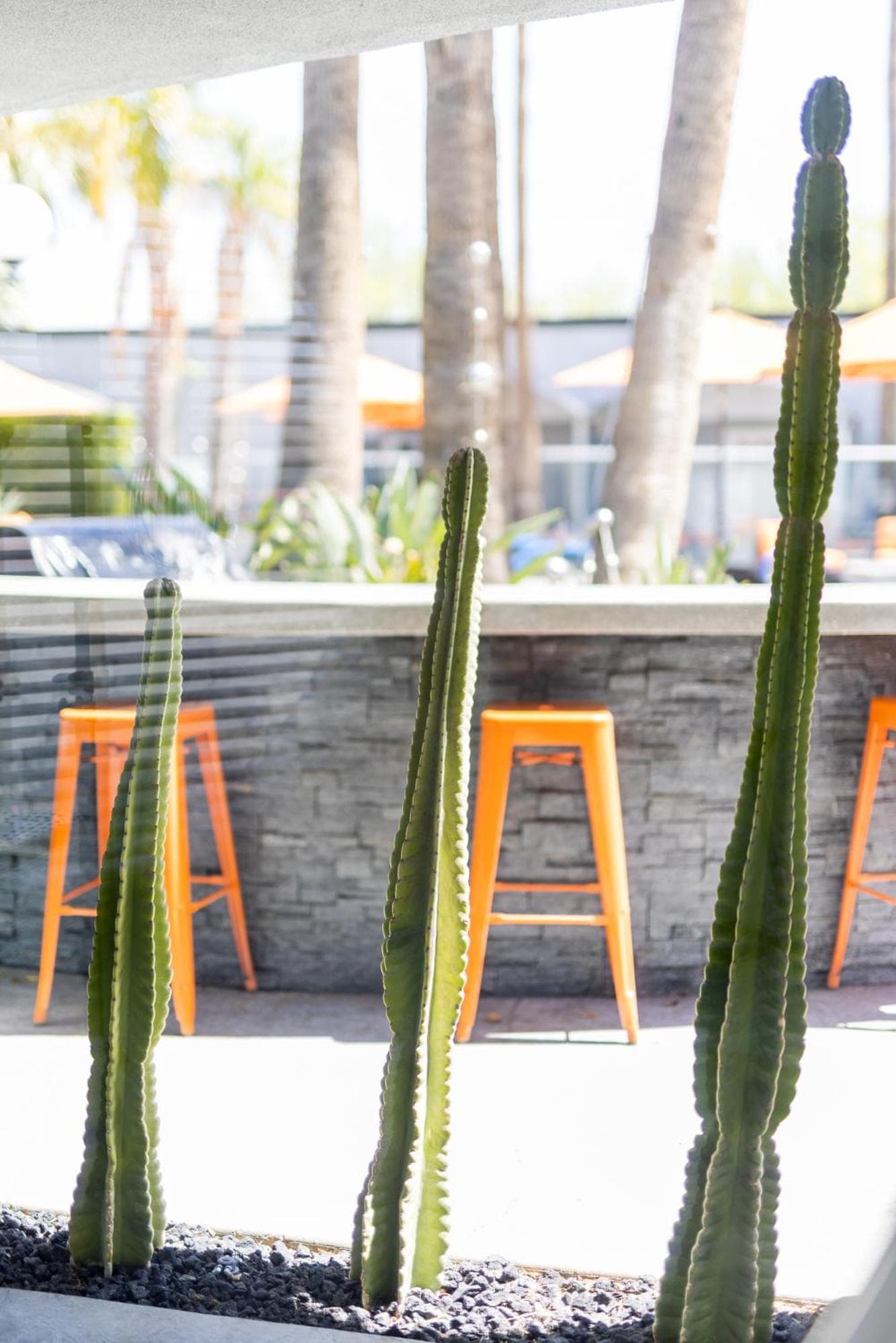 The Palm Springs Hotel gallery photo in Palm Springs, CA — image 5