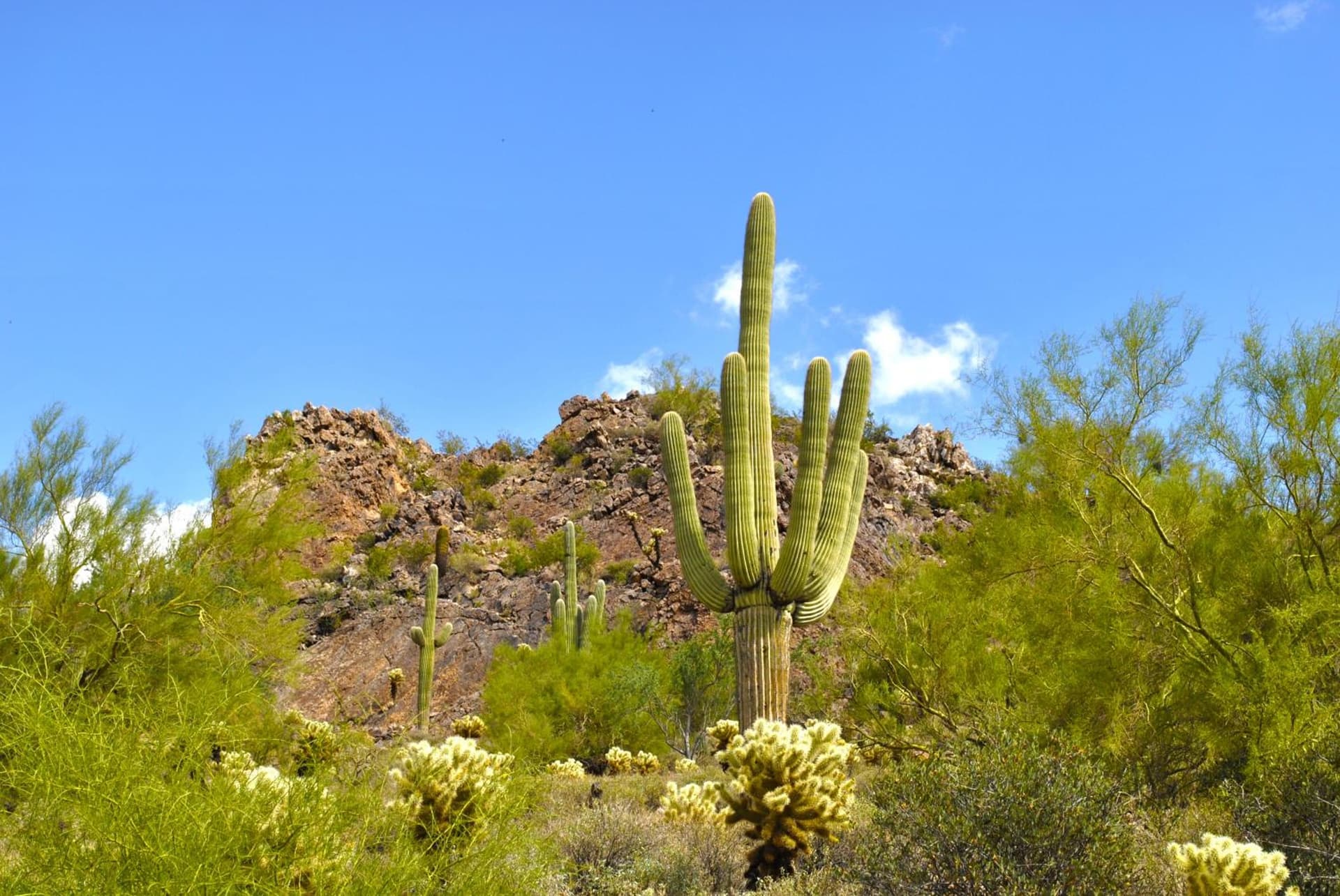 Gold Canyon Golf Resort gallery photo in Gold Canyon, AZ — image 27