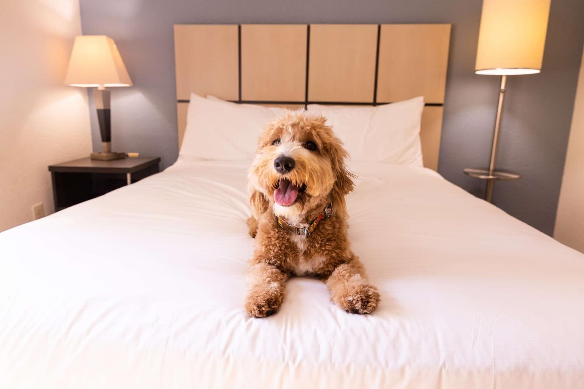 Sonesta Simply Suites Hampton gallery photo in Hampton, VA — image 17
