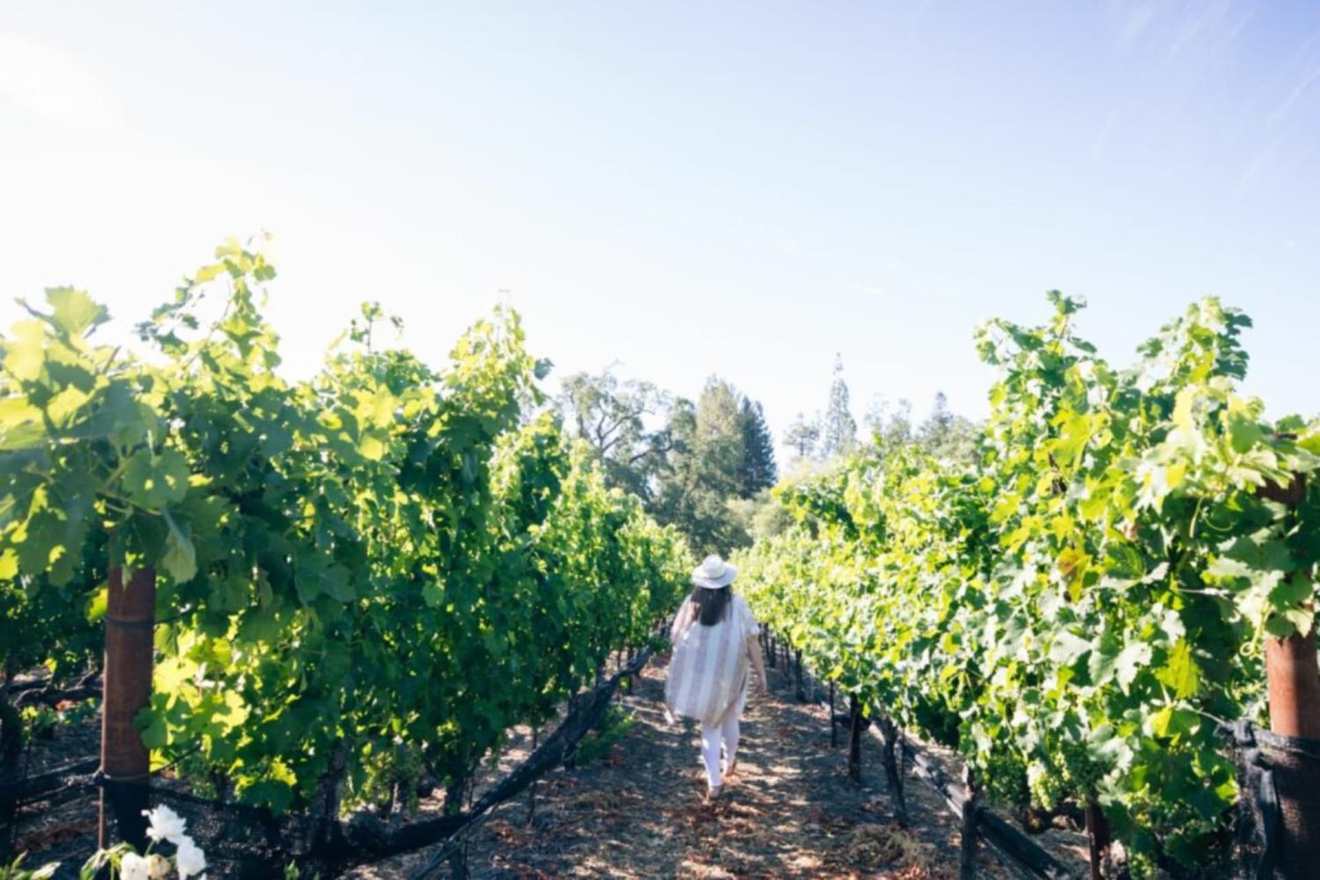 The Estate Yountville gallery photo in Yountville, CA — image 33
