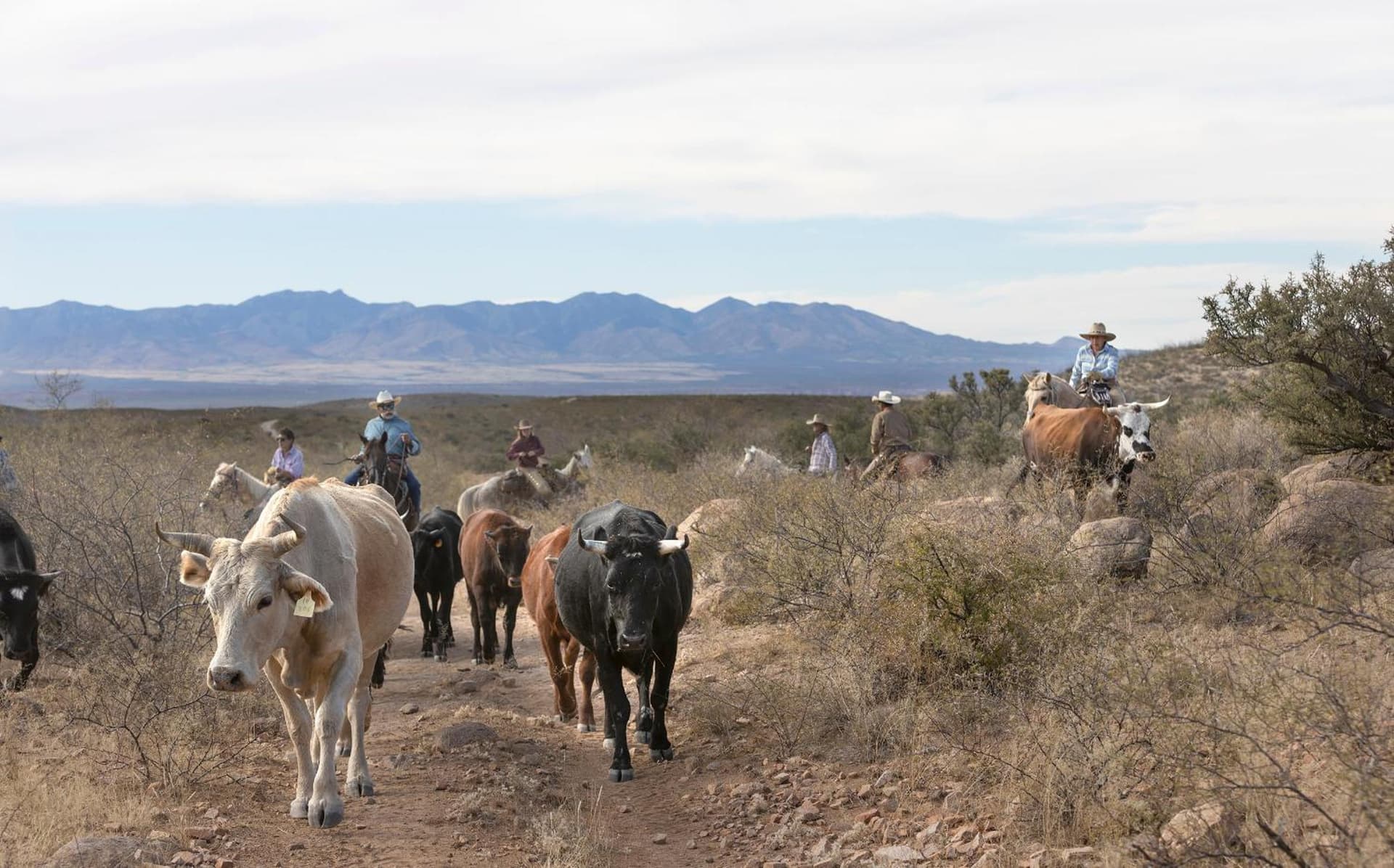 Tombstone Monument Guest Ranch property views in Tombstone, AZ — gallery photo 3