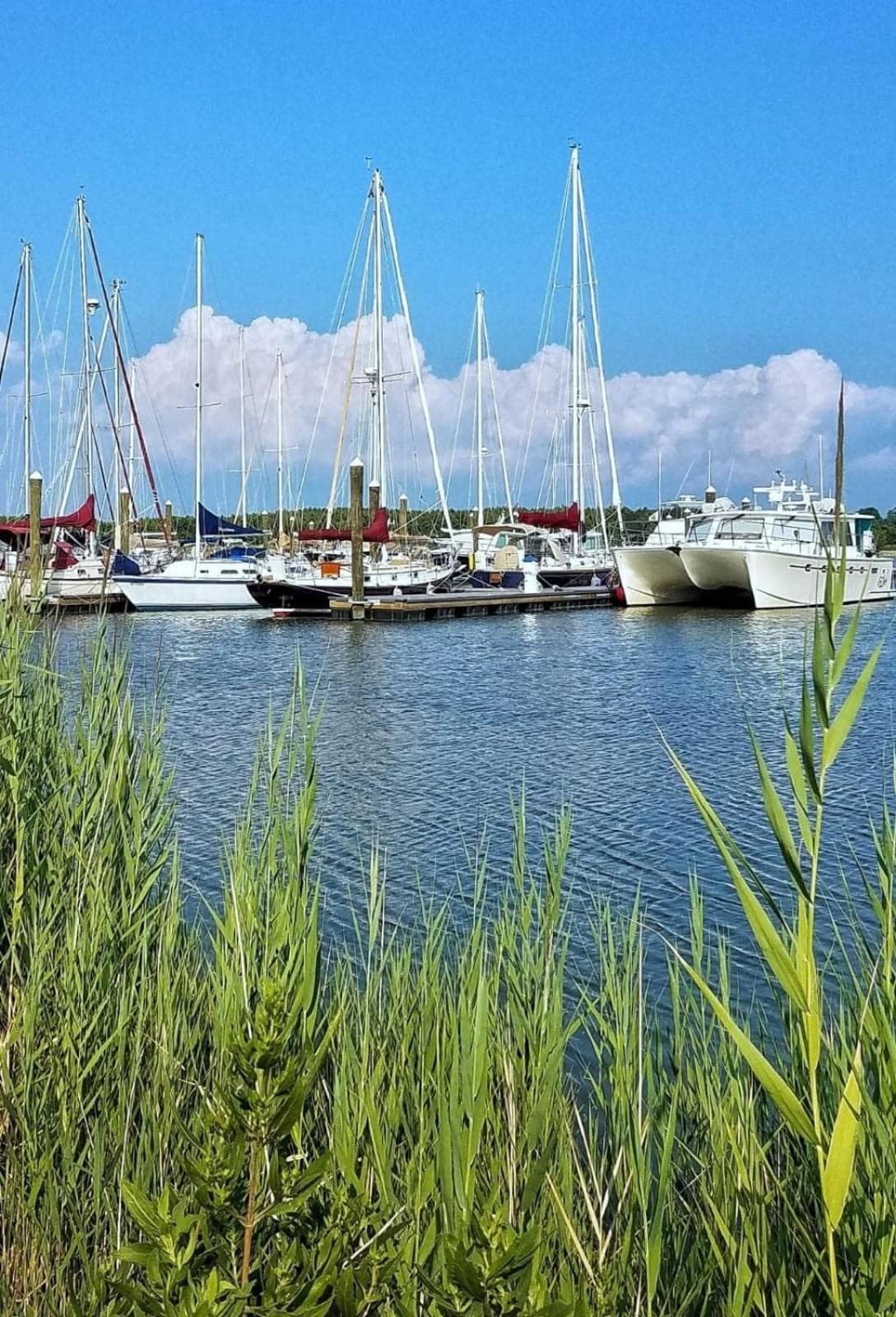 Sandaway Suites & Beach gallery photo in Oxford, MD — image 113