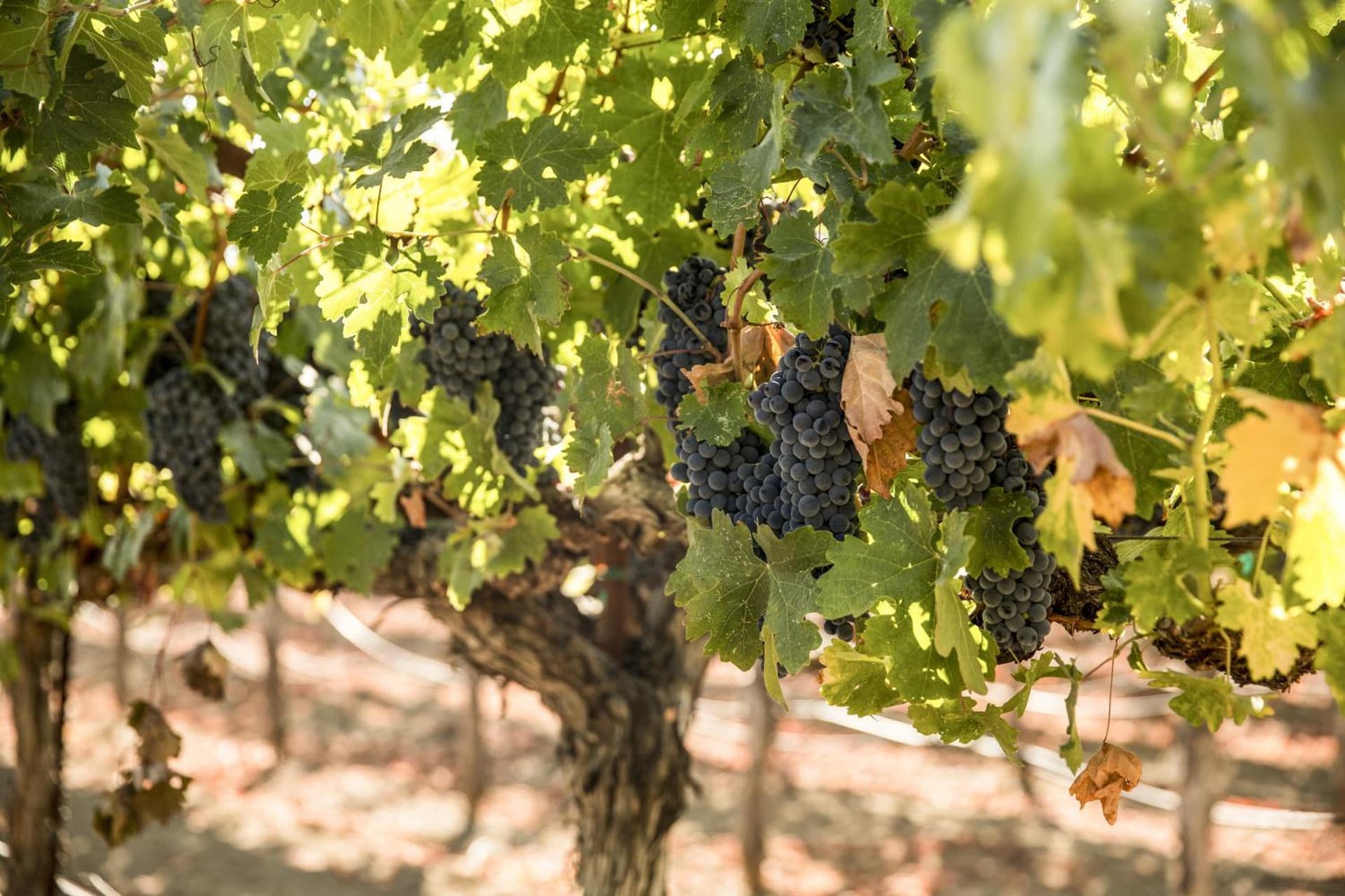 Harvest Inn gallery photo in St. Helena, CA — image 75