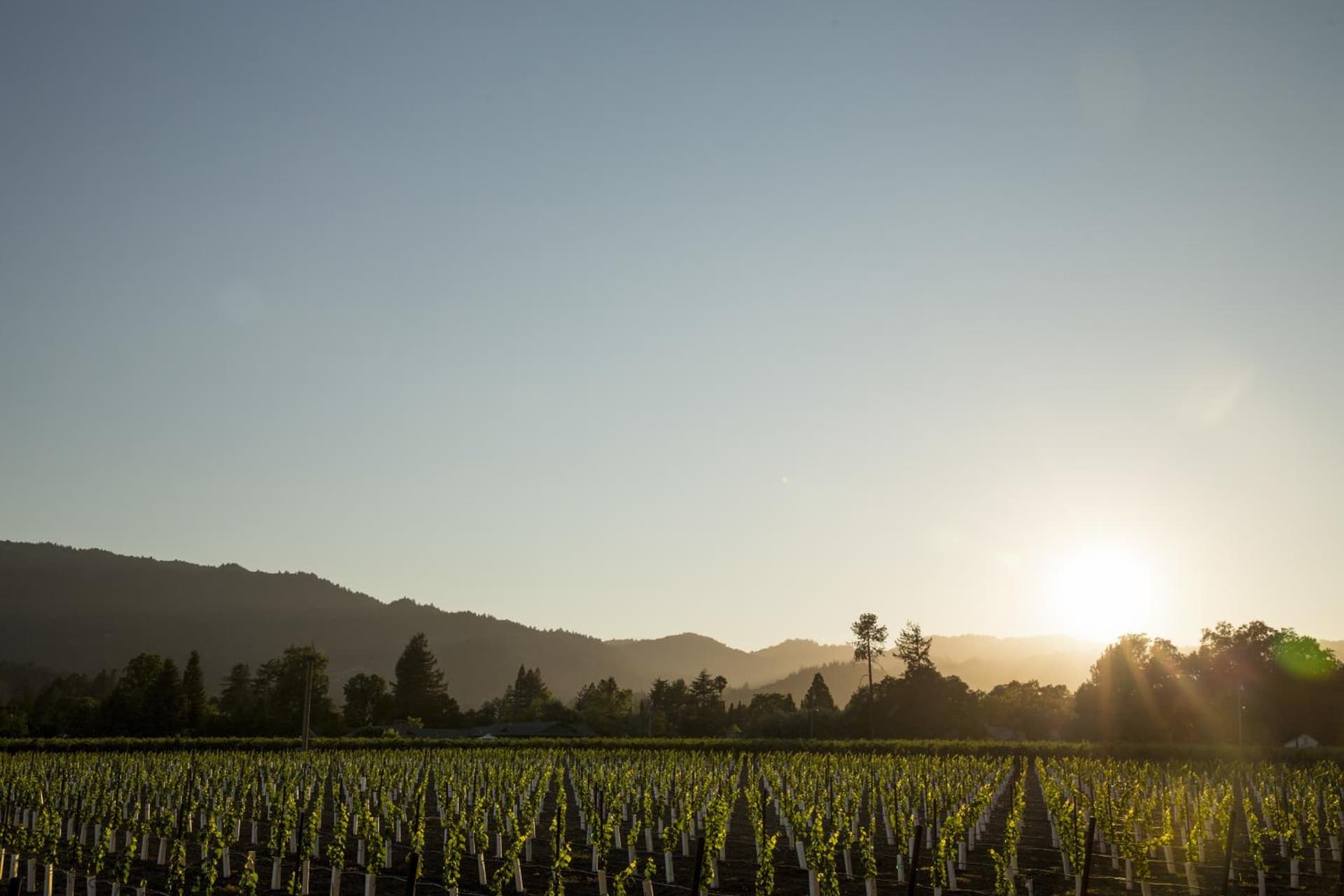 Harvest Inn gallery photo in St. Helena, CA — image 62
