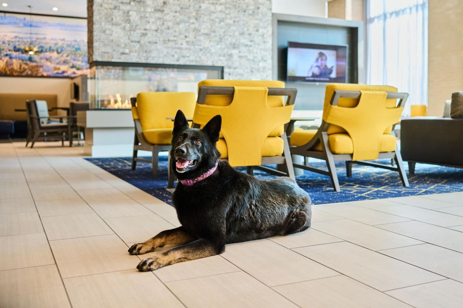 Residence Inn By Marriott Berkeley gallery photo in Berkeley, CA — image 45