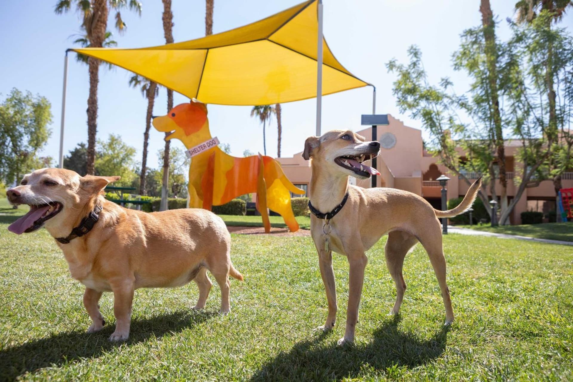 The Westin Rancho Mirage Golf Resort & Spa gallery photo in Rancho Mirage, CA — image 37