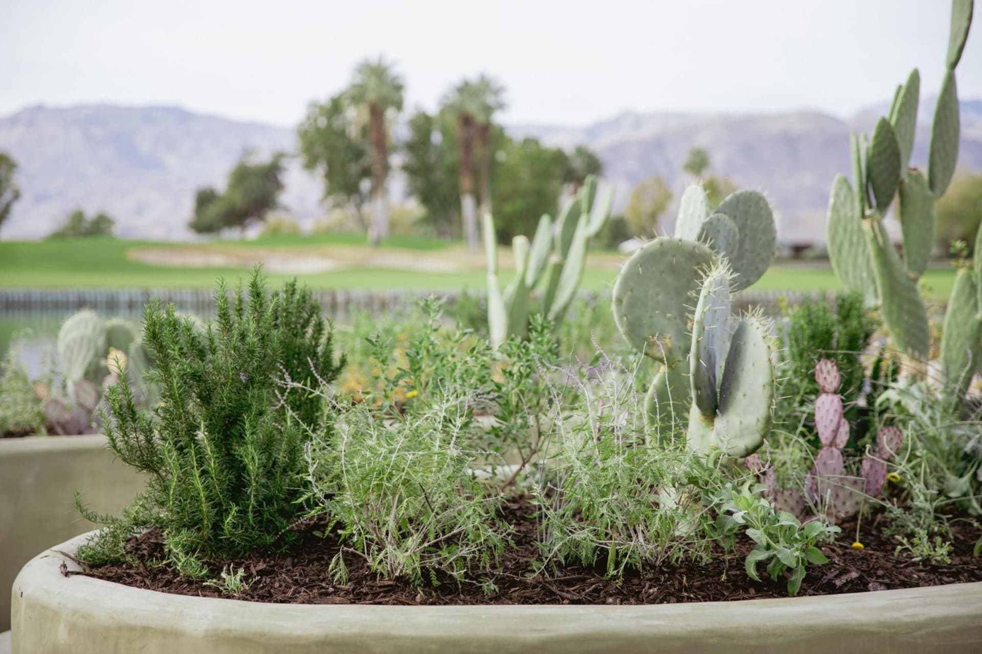 JW Marriott Desert Springs Resort & Spa gallery photo in Palm Desert, CA — image 163