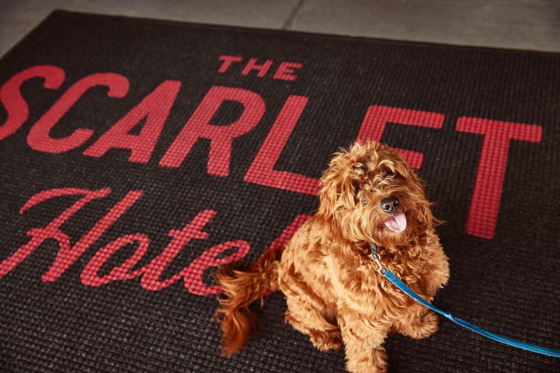 The Scarlet, Lincoln, a Tribute Portfolio Hotel gallery photo in Lincoln, NE — image 11