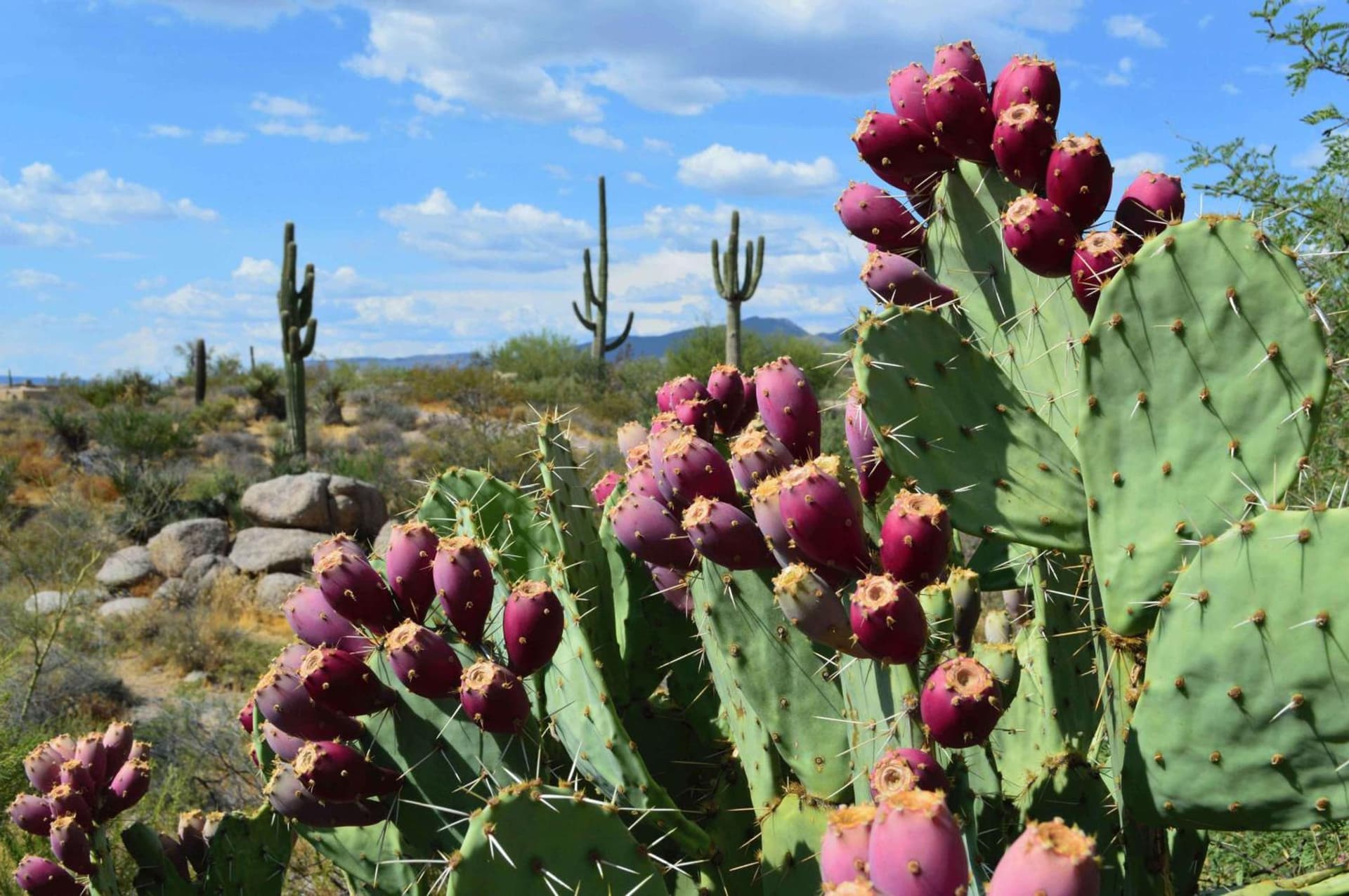 Boulders Resort & Spa Scottsdale, Curio Collection by Hilton gallery photo in Scottsdale, AZ — image 49