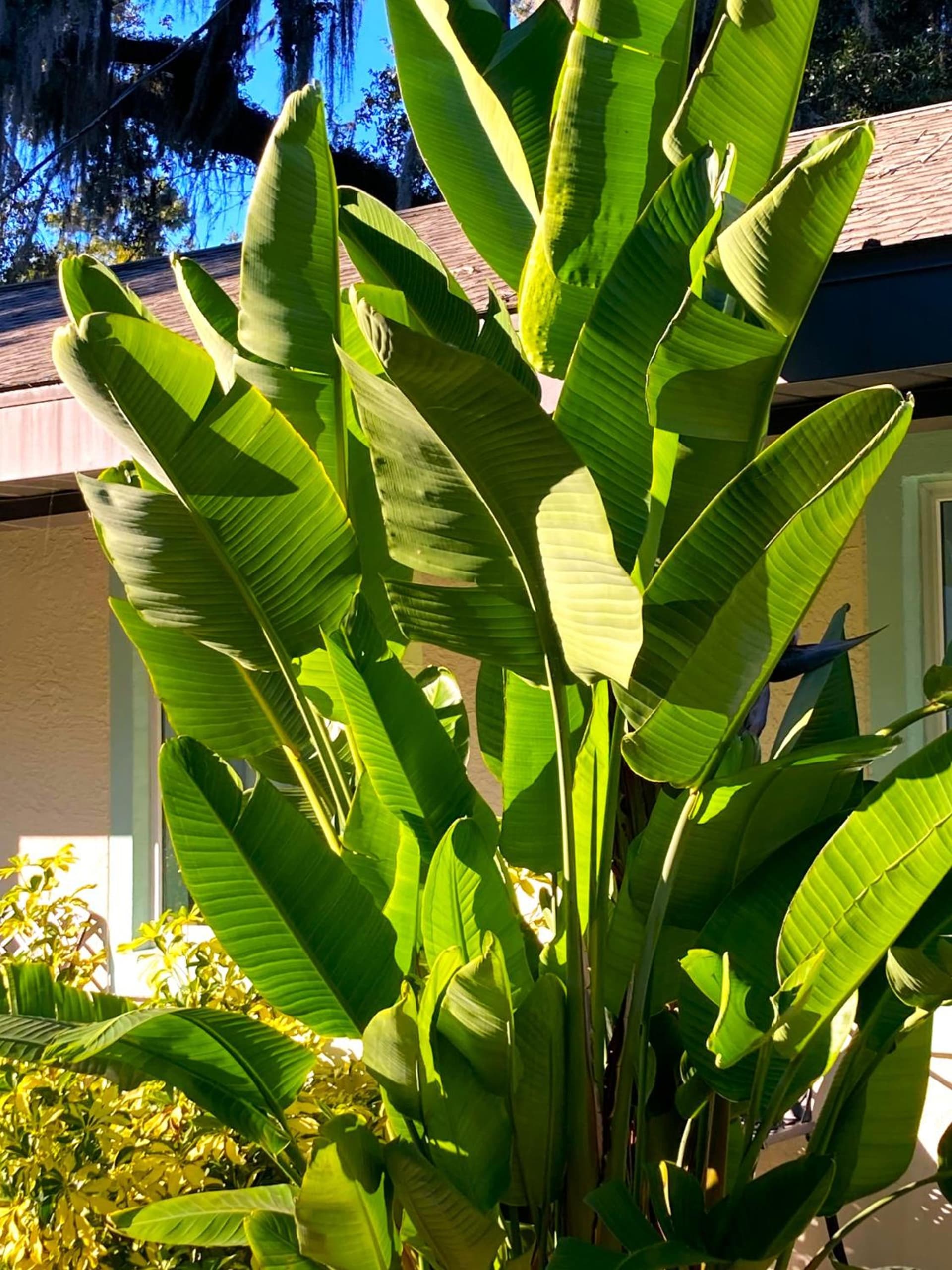 Retreat at Crystal Manatee gallery photo in Crystal River, FL — image 19
