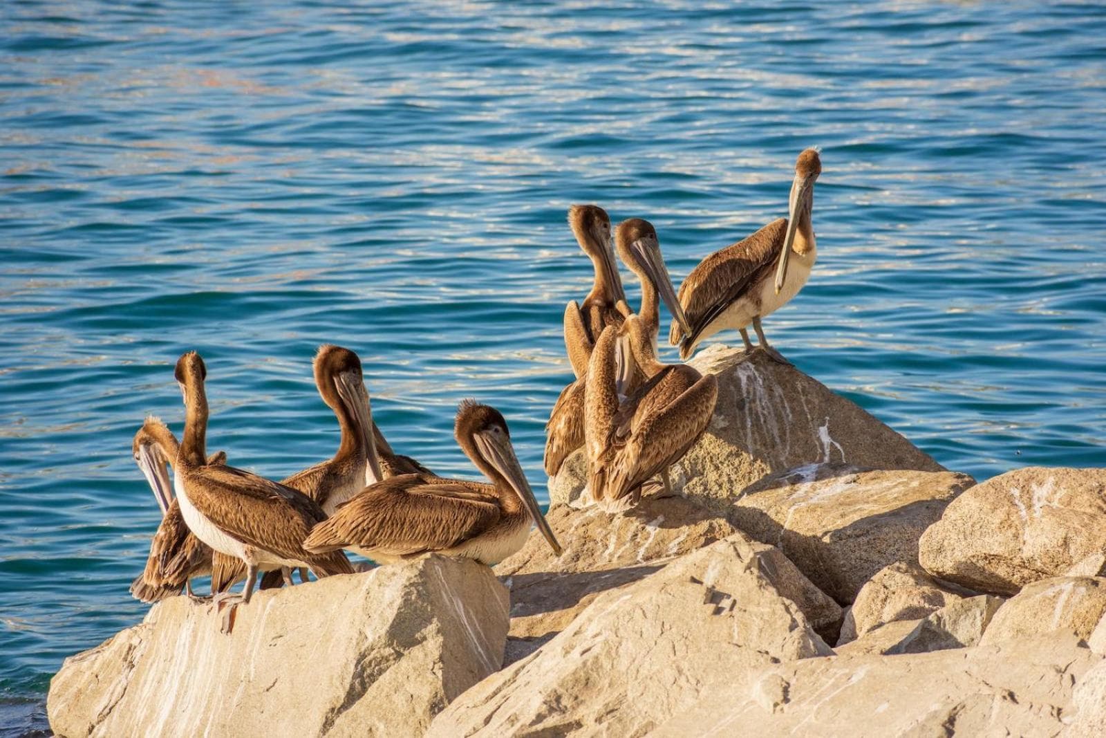 Morro Bay Beach Inn - Morro Bay gallery photo in Morro Bay, CA — image 45